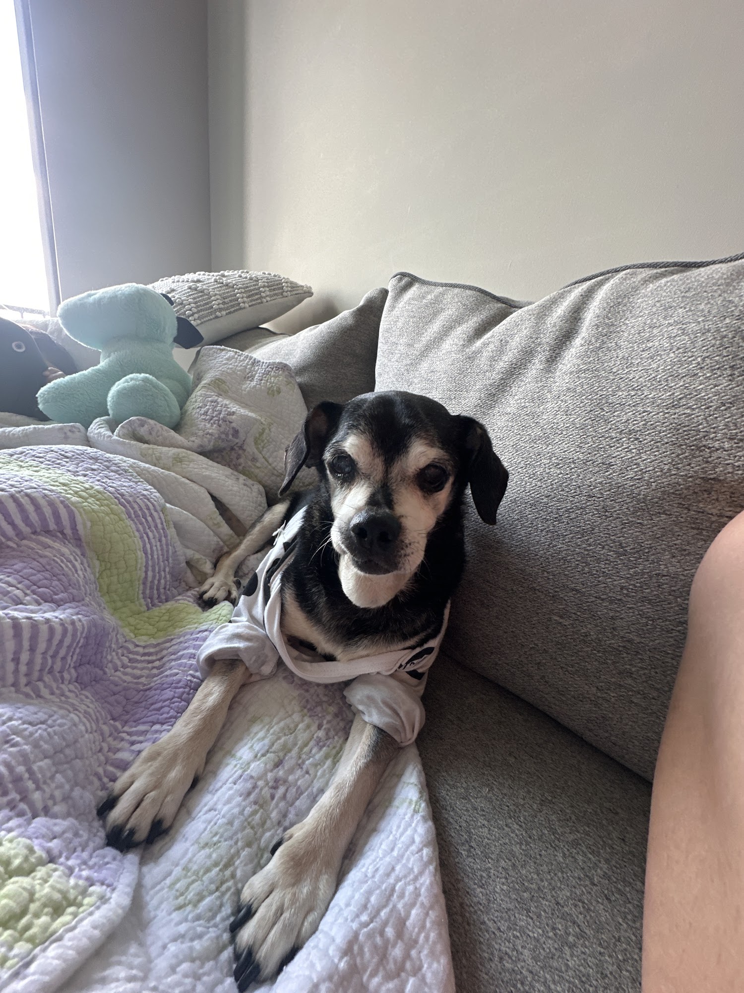 Cobb County Animal Services Marietta