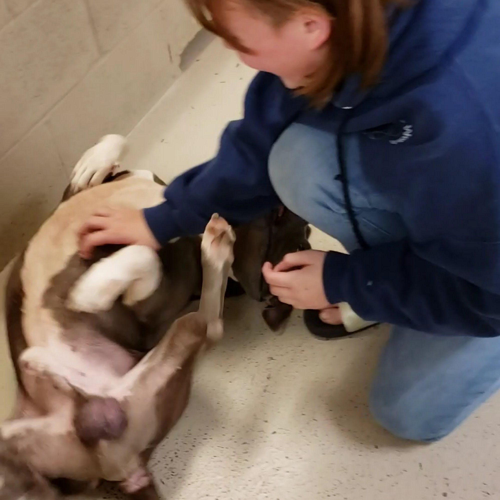 Cobb County Animal Services Marietta