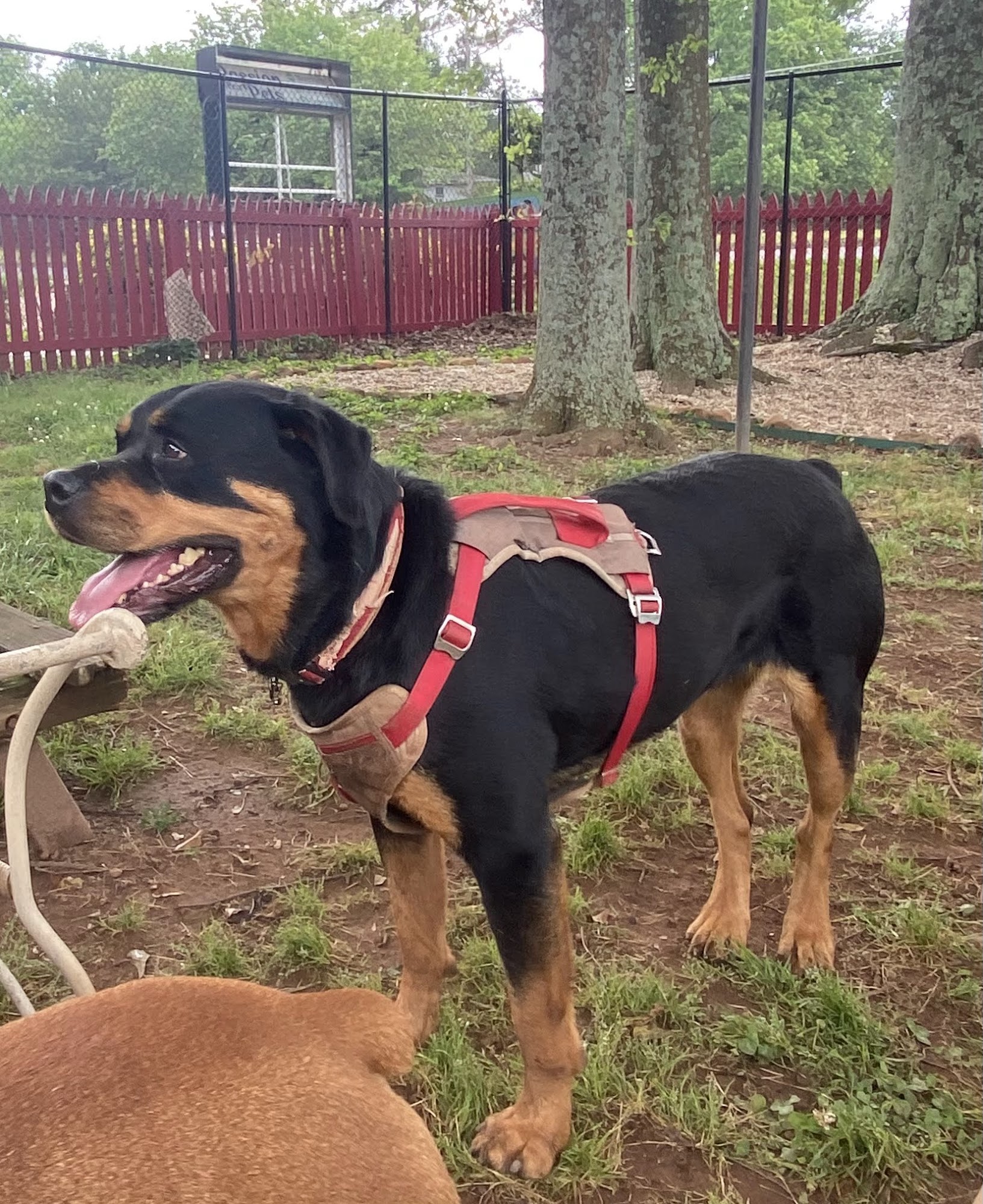 A Passion For Pets Playcare Marietta