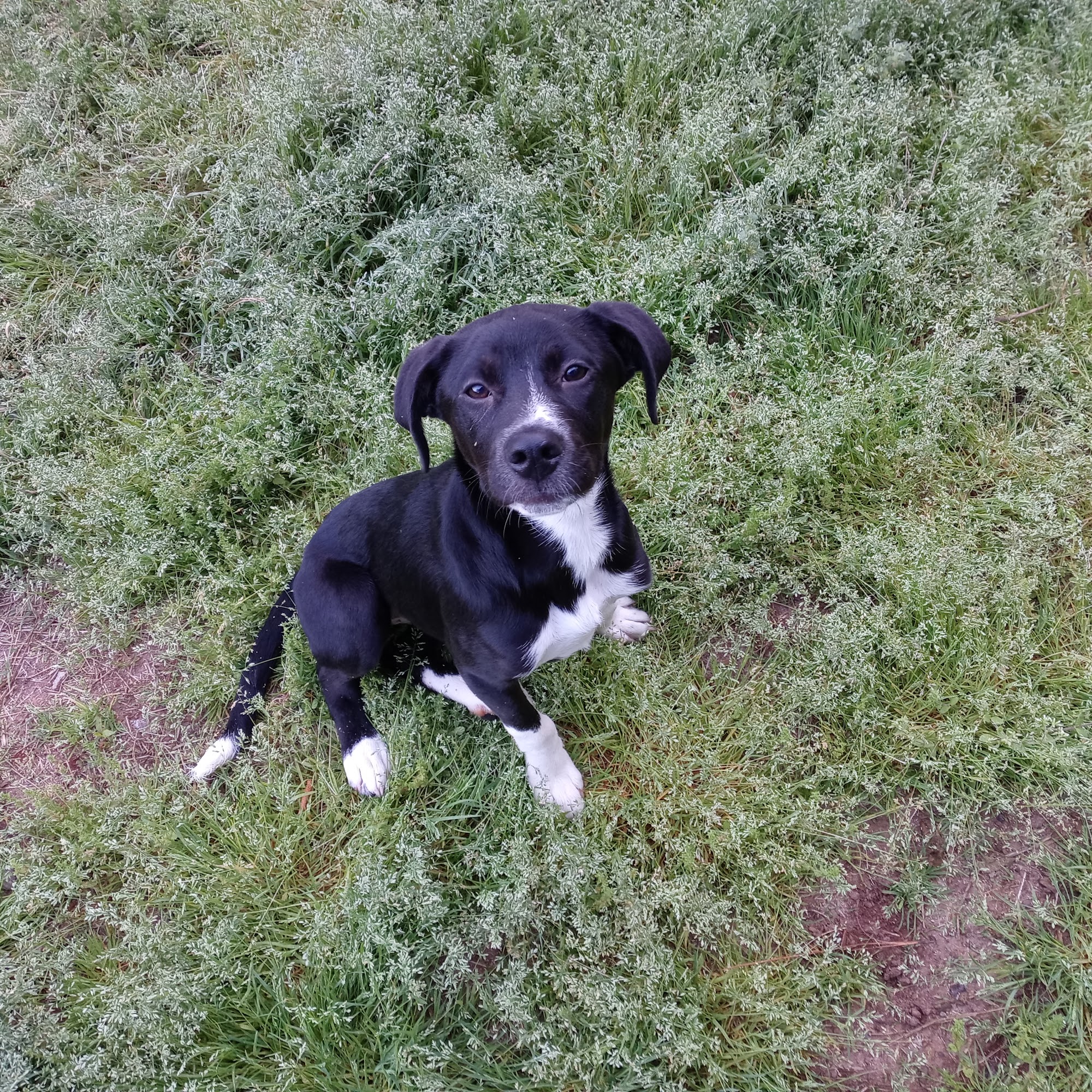 Our Pal's Place Marietta