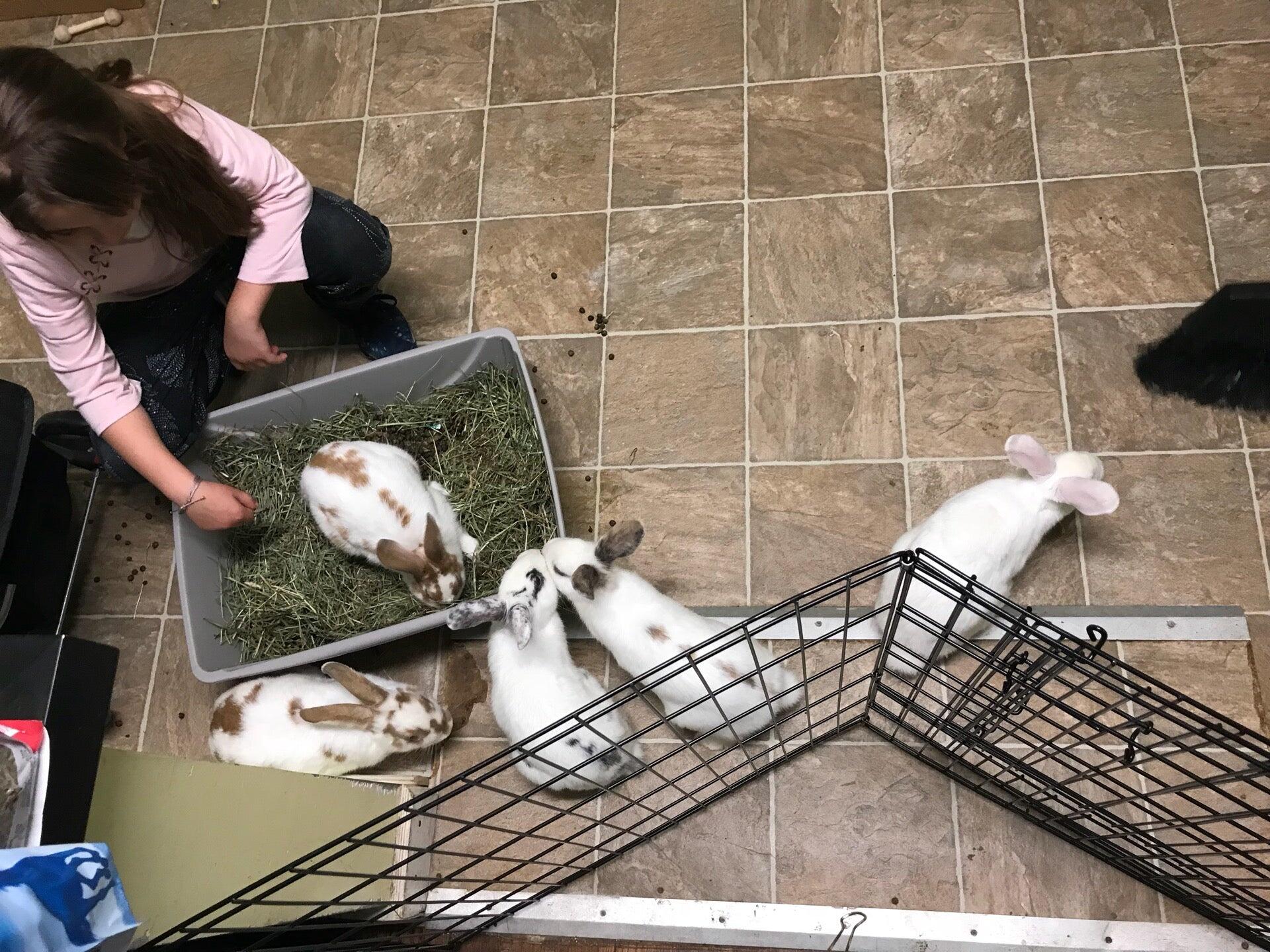 Georgia House Rabbit Society Marietta