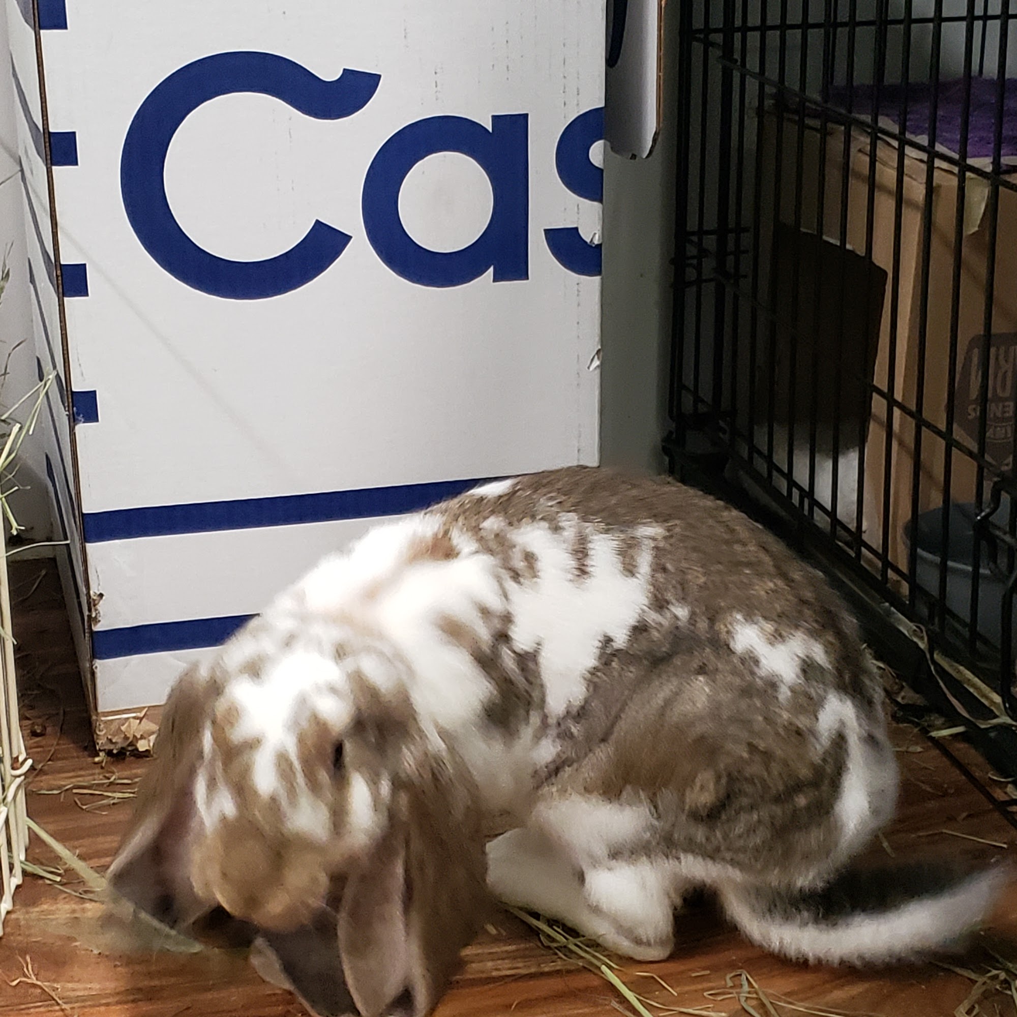 Georgia House Rabbit Society Marietta