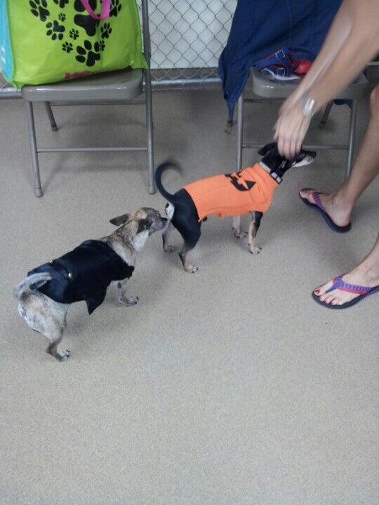 Best Friends Pet Hotel Marietta