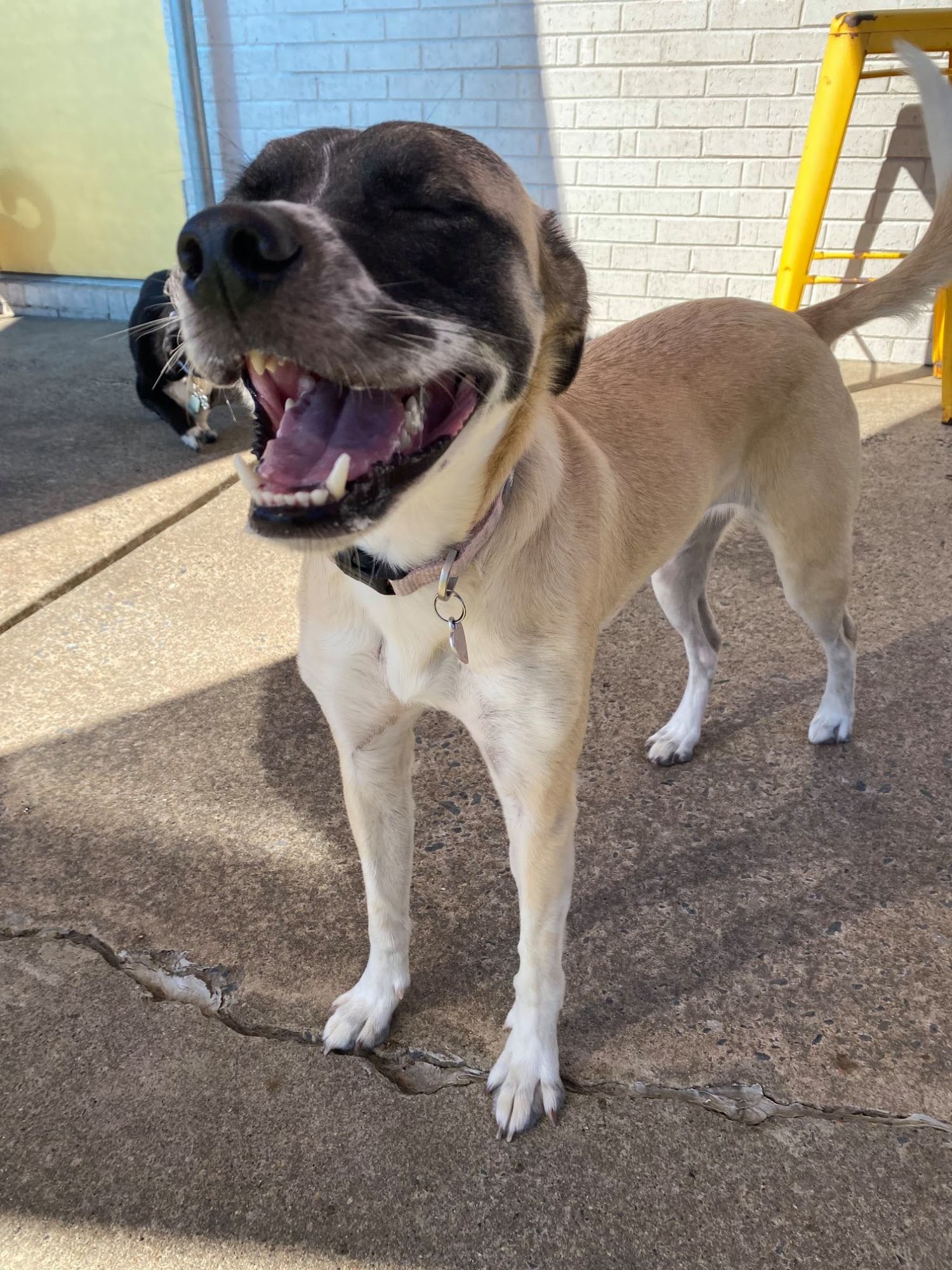 Barking Hound Village Marietta Marietta