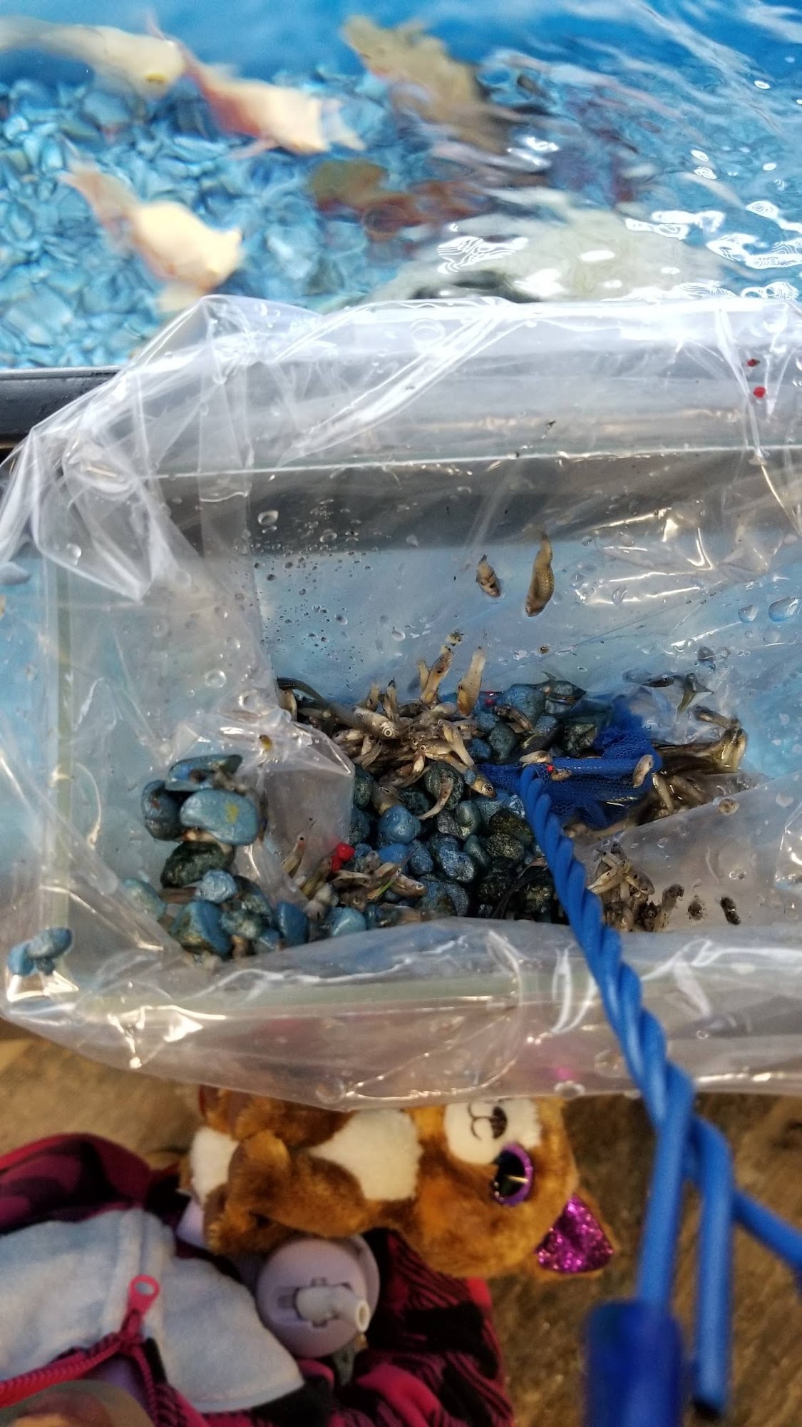 Pet Supermarket Marietta