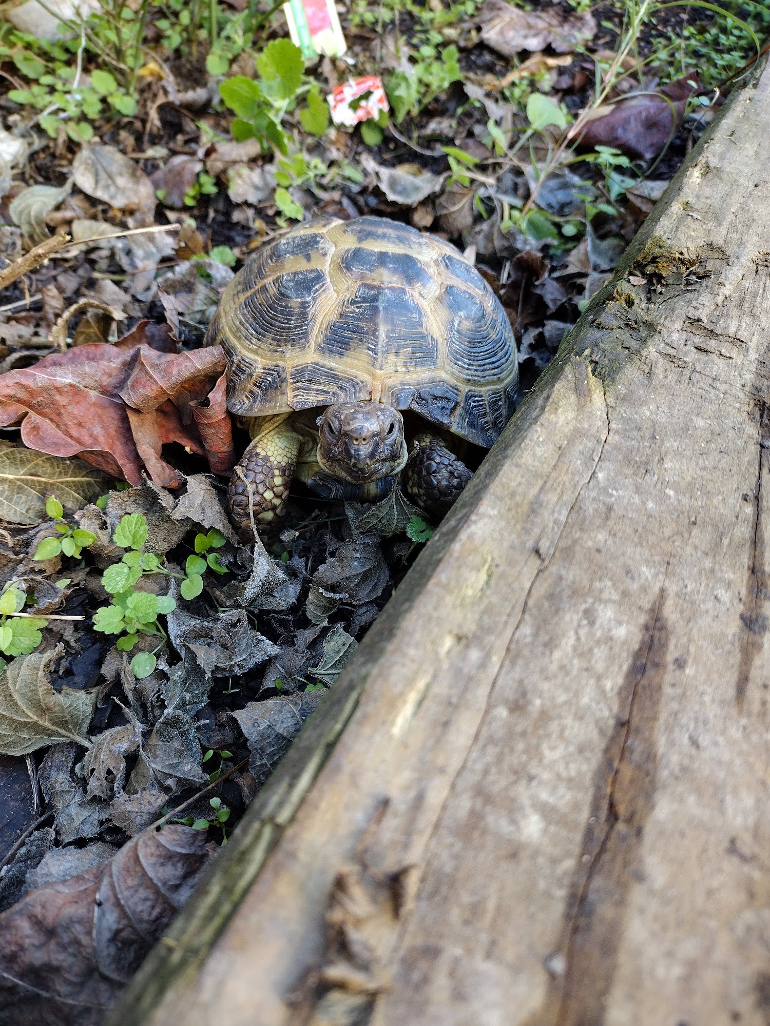 Pet Supermarket Marietta
