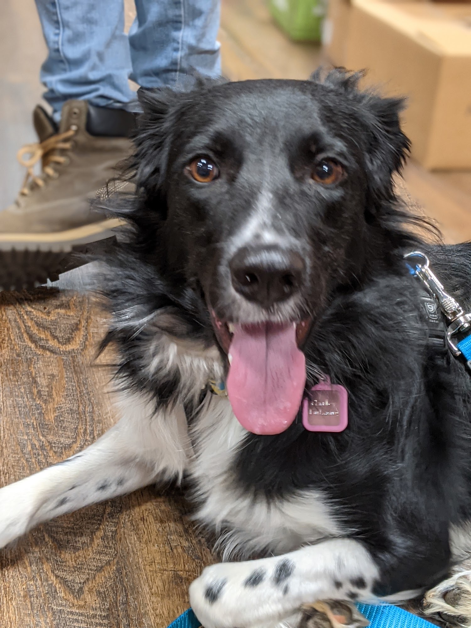 Hollywood Feed Marietta