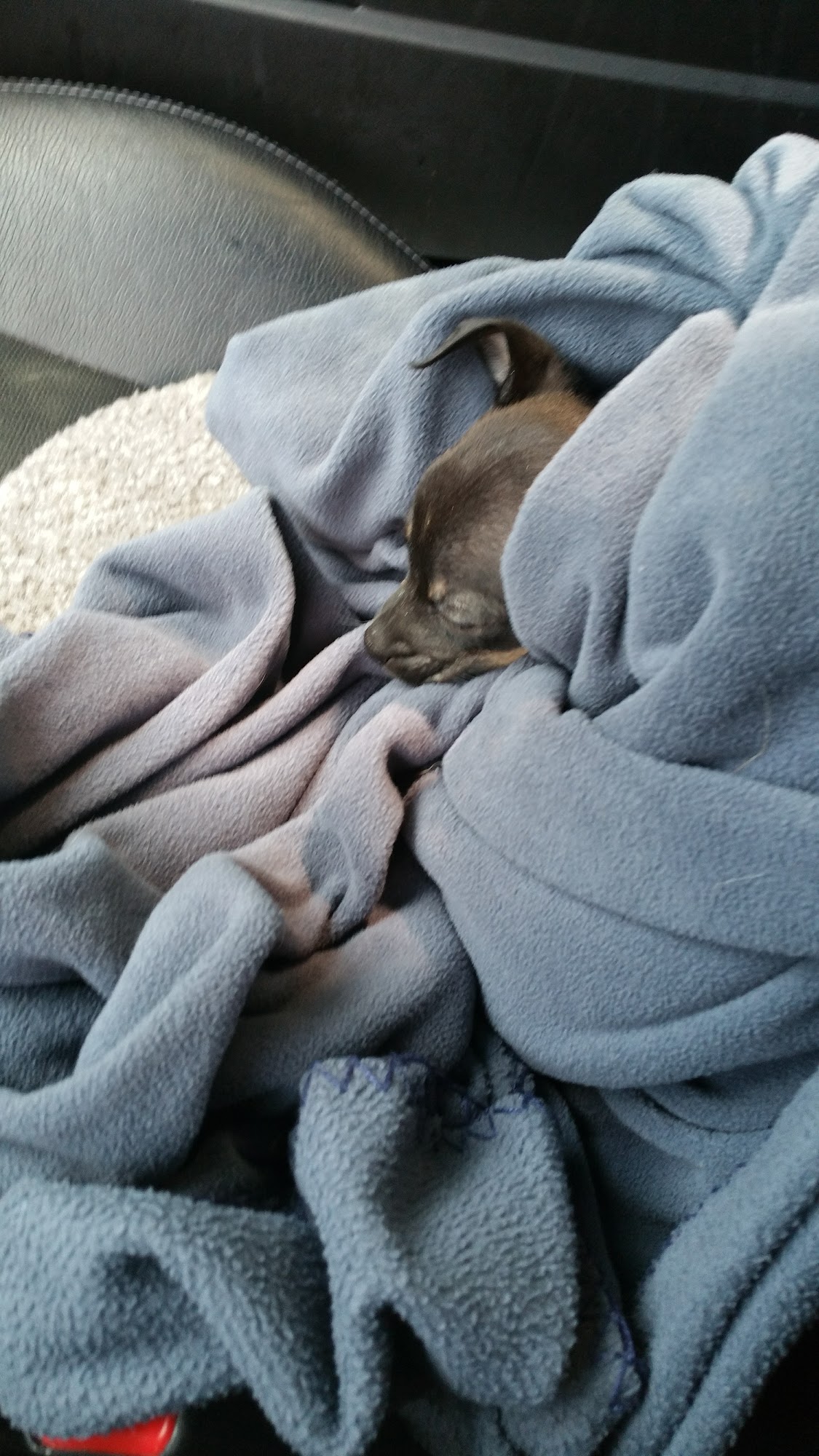 Pawsitive Doggie Daycare and Boarding. Marietta