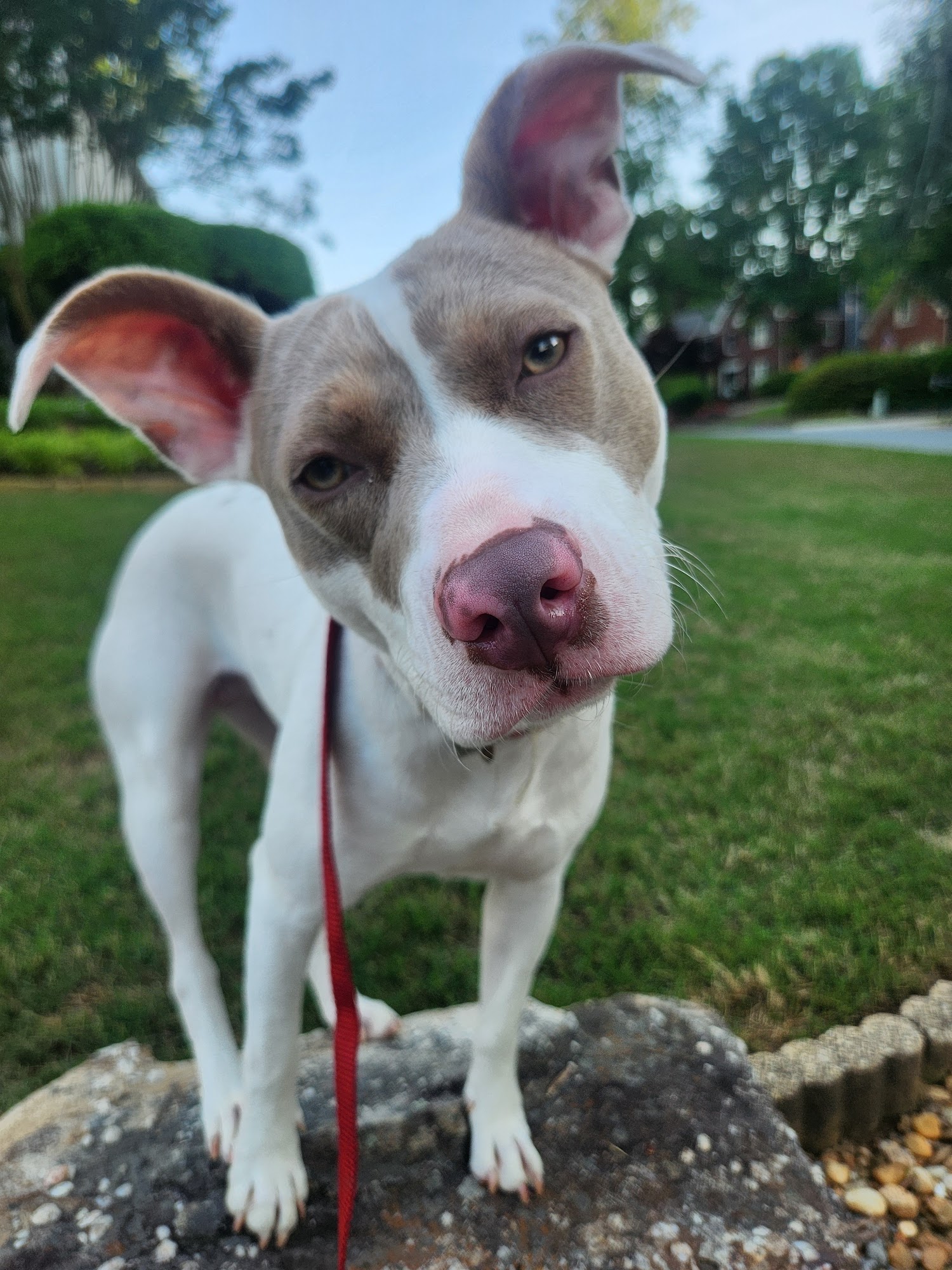 Superior Dog Training Marietta