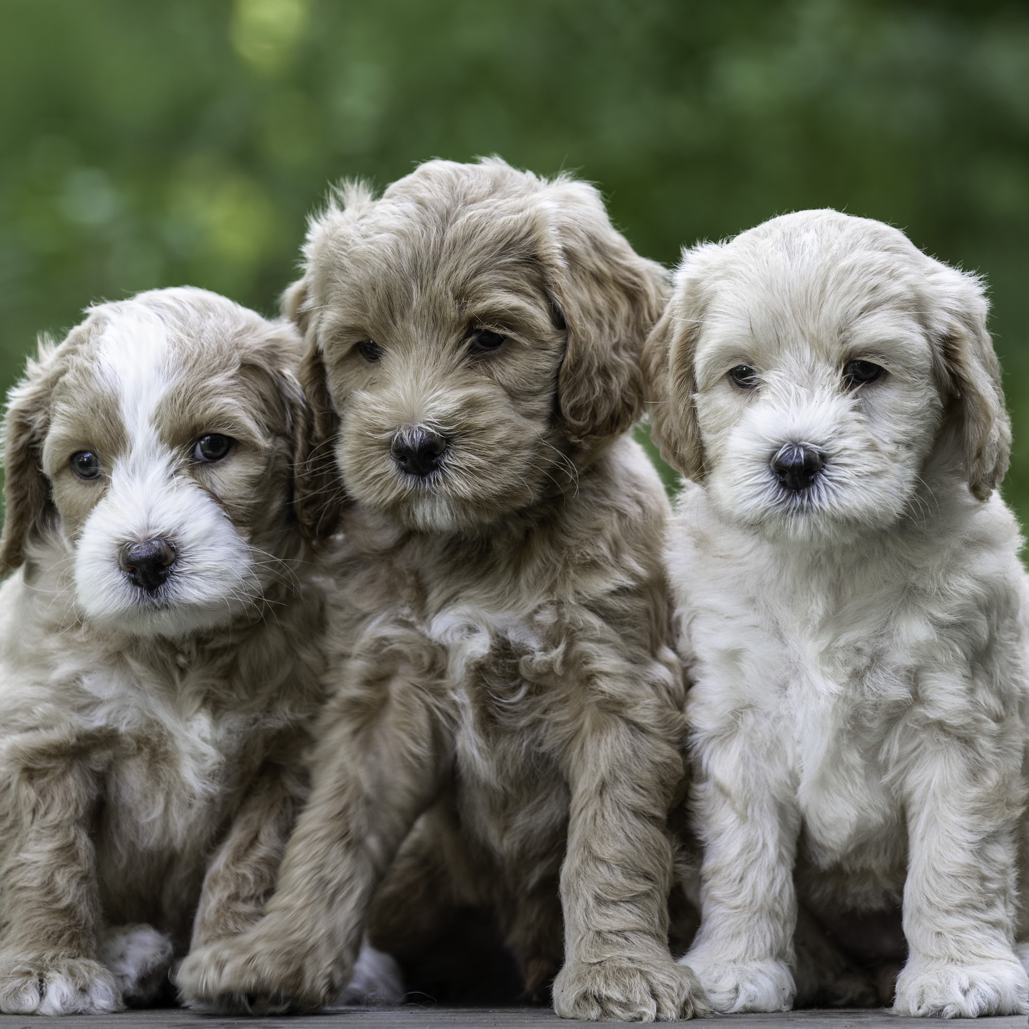 SkyeDoodles Labradoodles Marietta