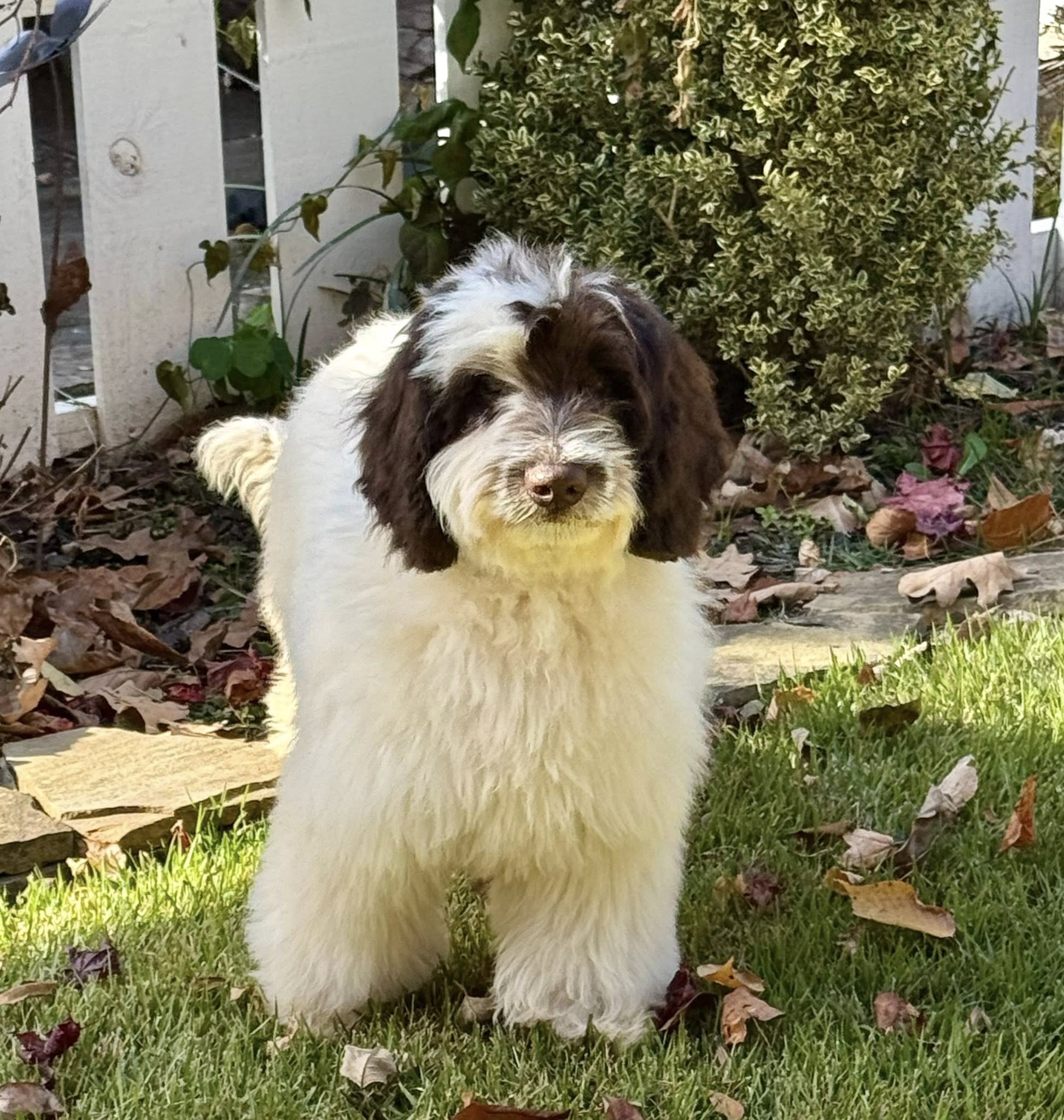 SkyeDoodles Labradoodles Marietta