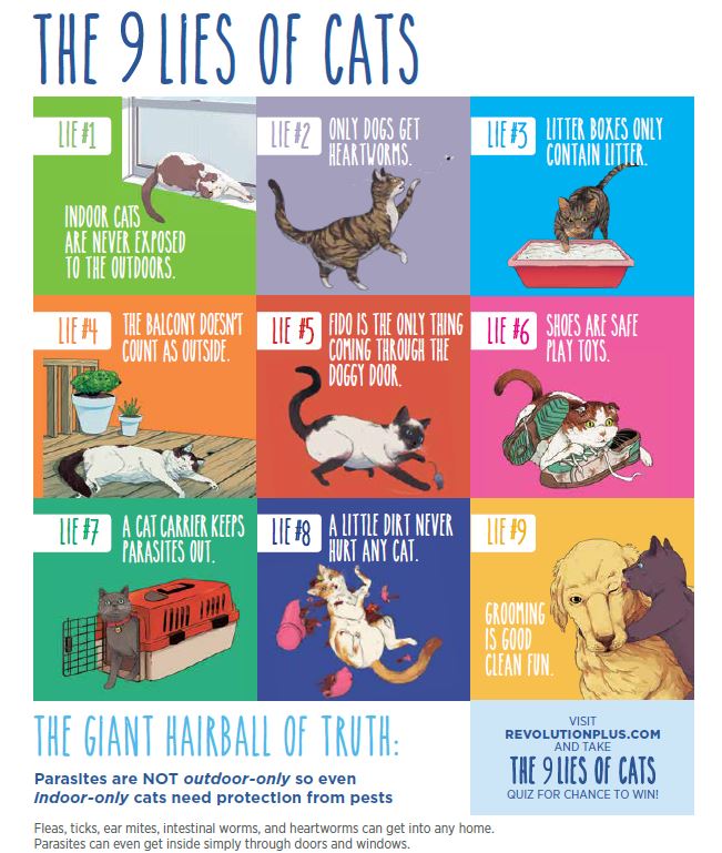 Paws Whiskers and Claws Marietta