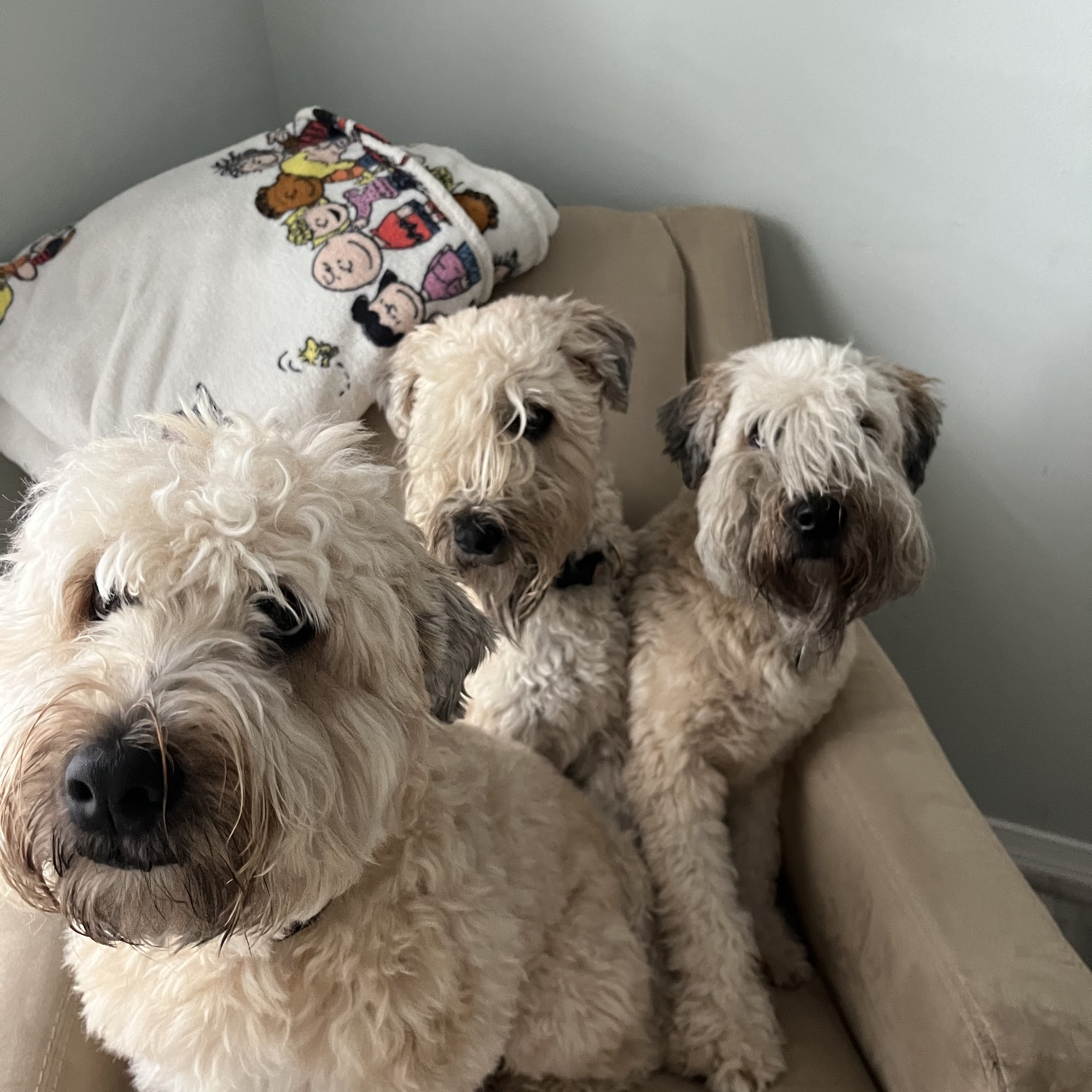 Tritt Animal Hospital Marietta