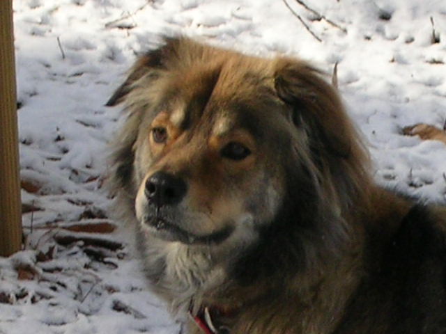 Tritt Animal Hospital Marietta