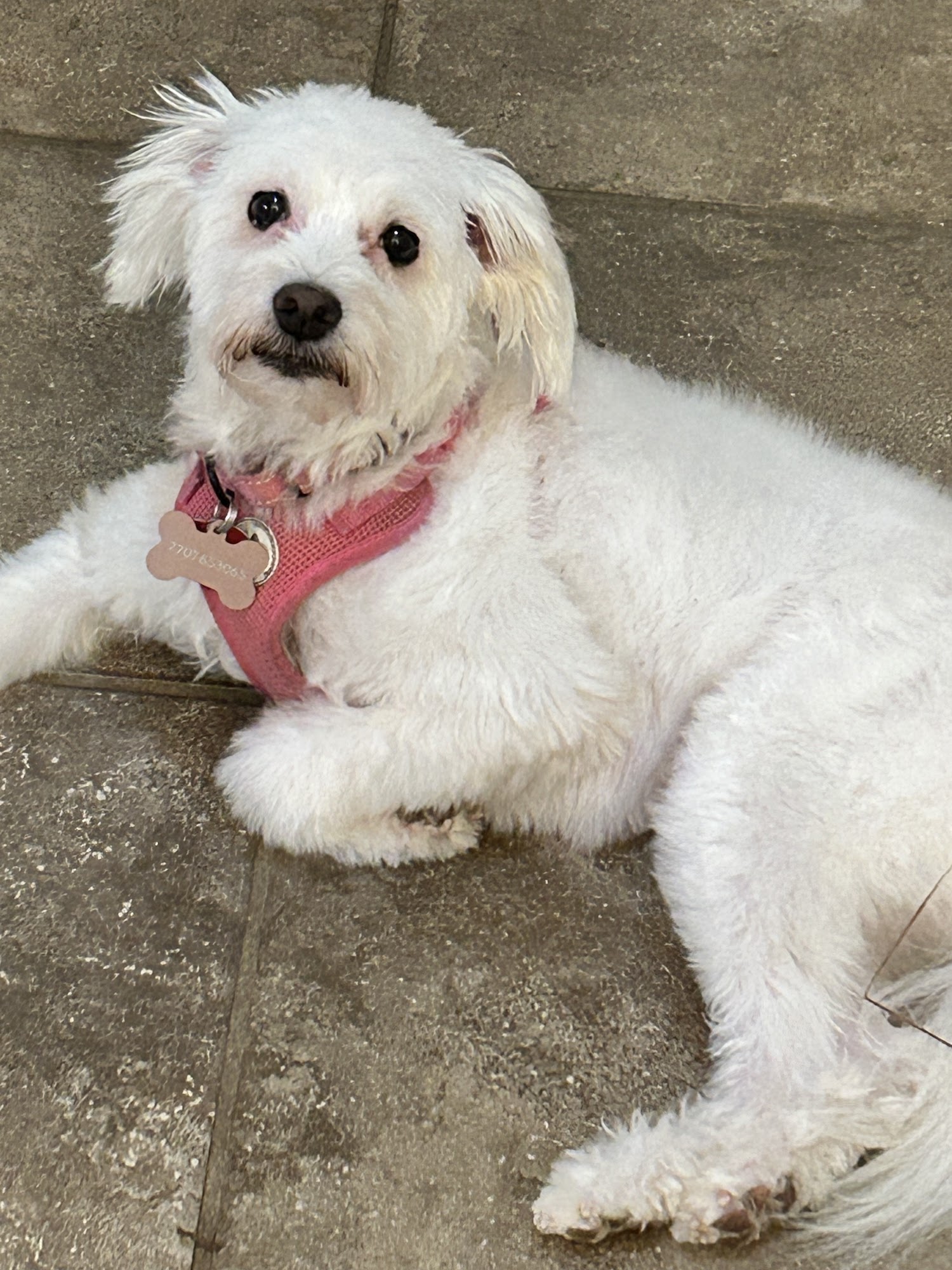 Affordable Dog Grooming and Boarding Marietta