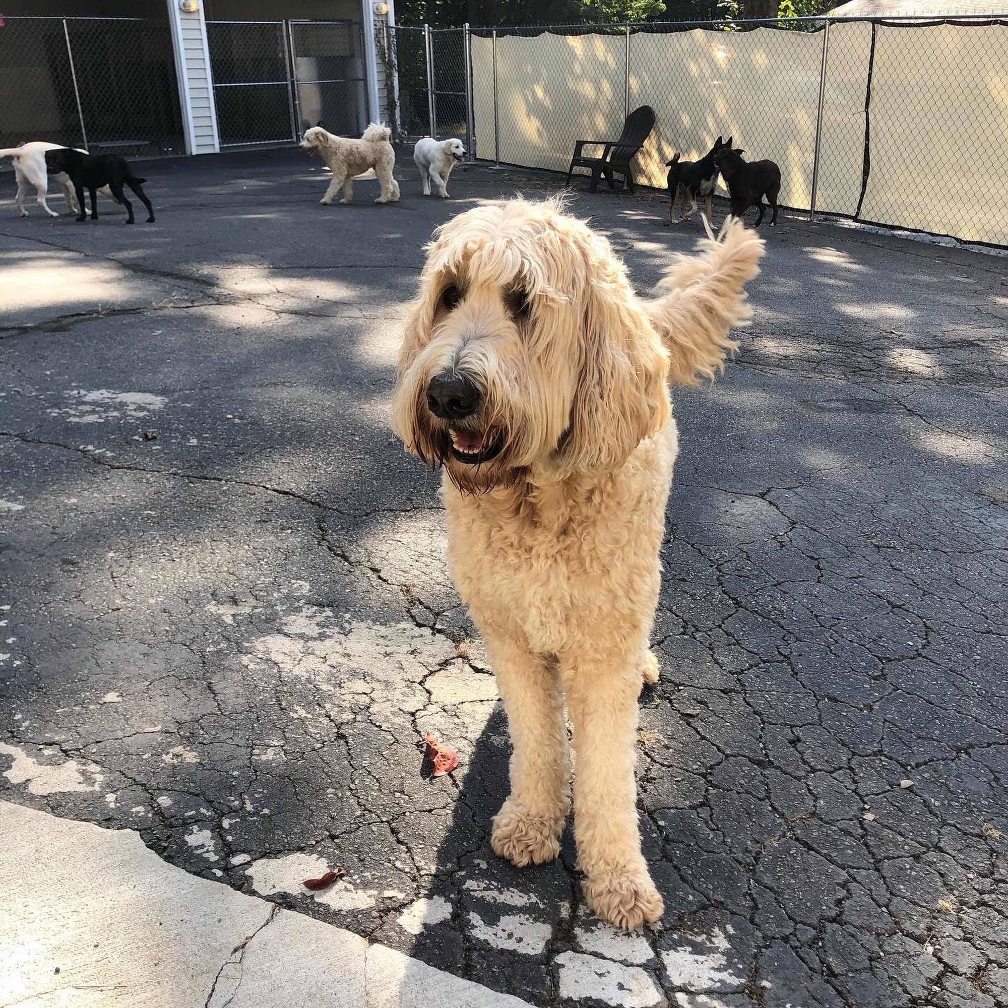 Miller Vet Play and Stay Marietta