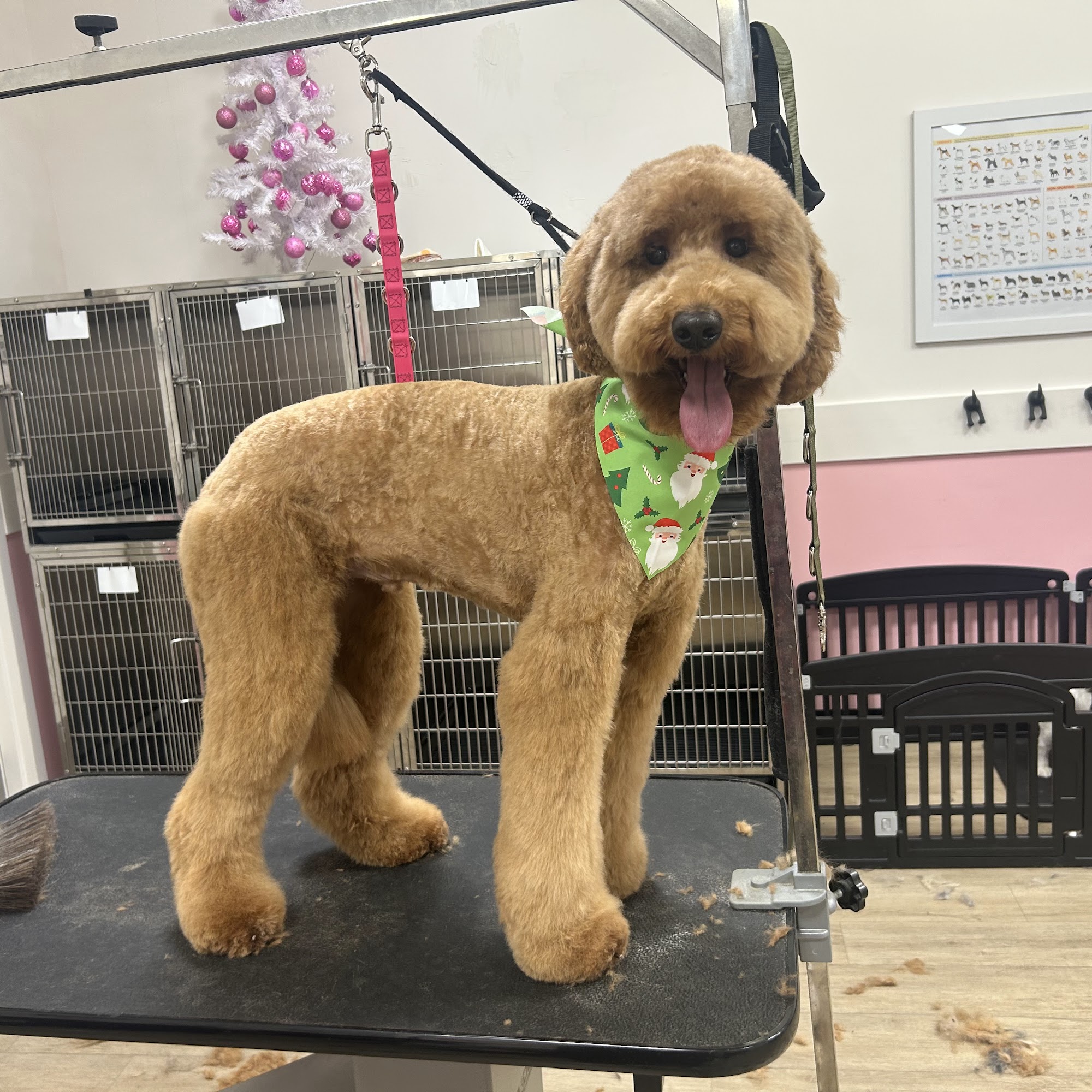 Woof Gang Bakery & Grooming Marietta Marietta