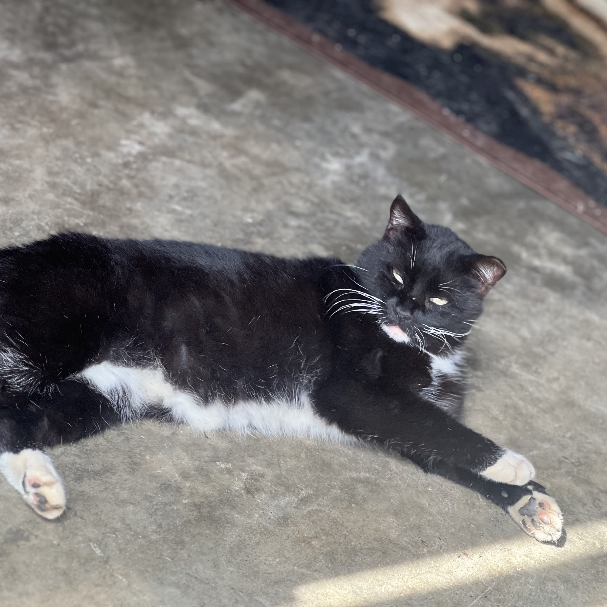 Cat Care Hospital, Inc. 1106 Powder Springs Rd SW, Marietta Georgia 30064