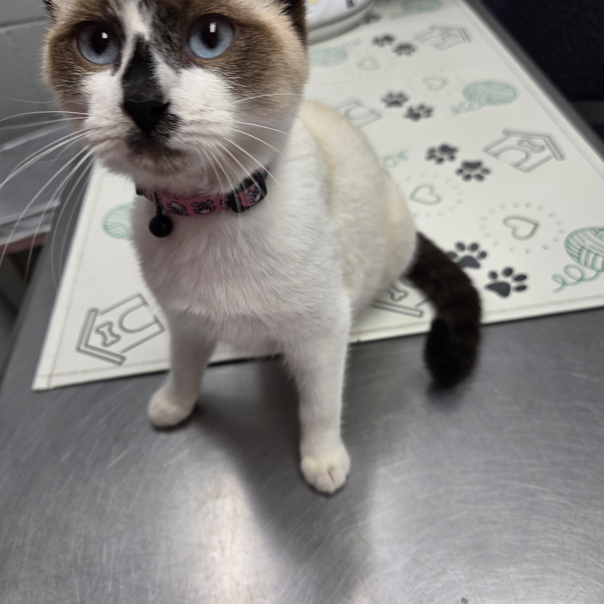 Martinez Animal Hospital Martinez