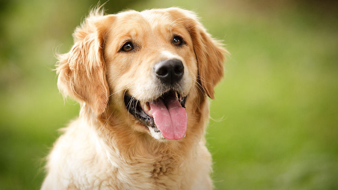 Care More Animal Hospital Martinez