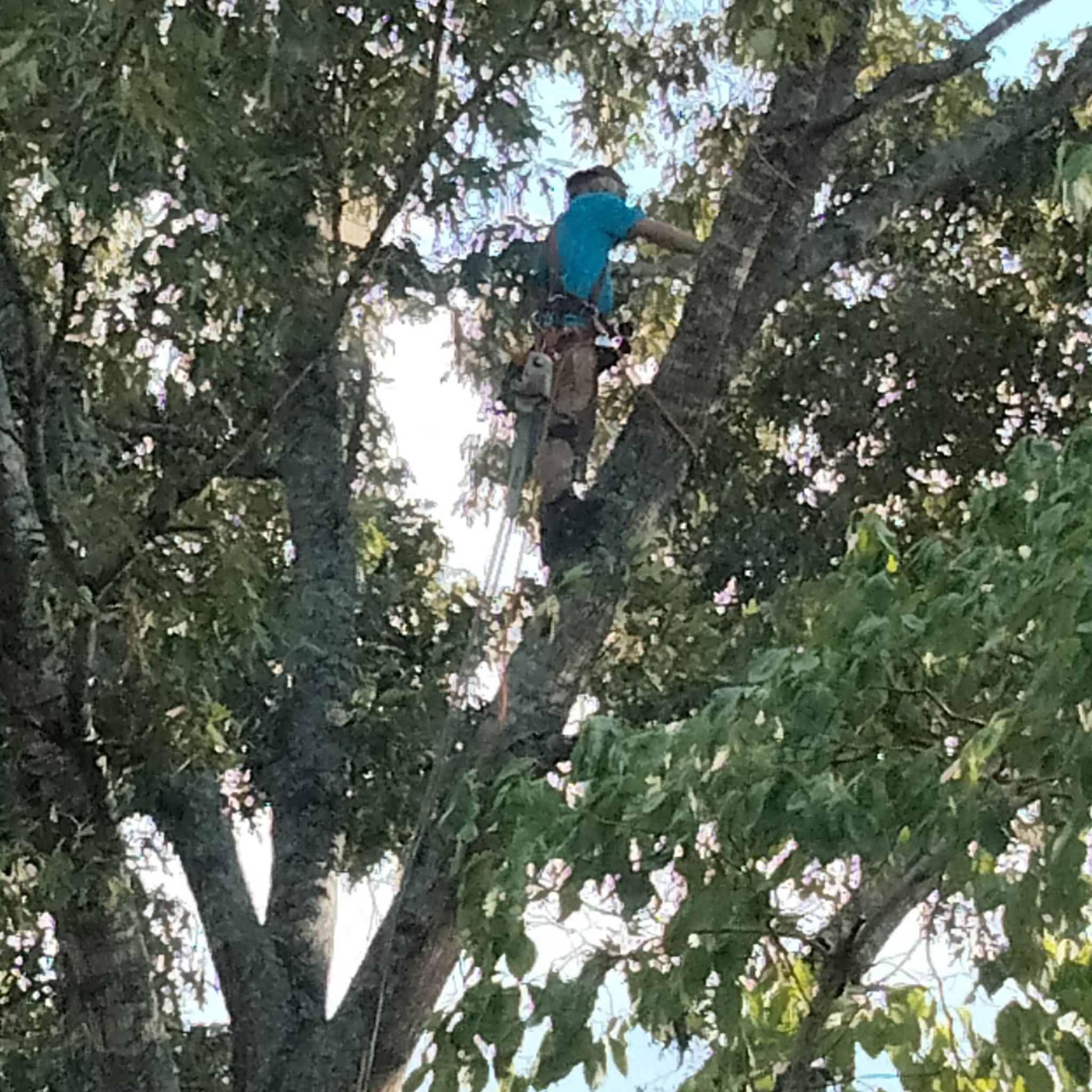AmericanTree L.L.C