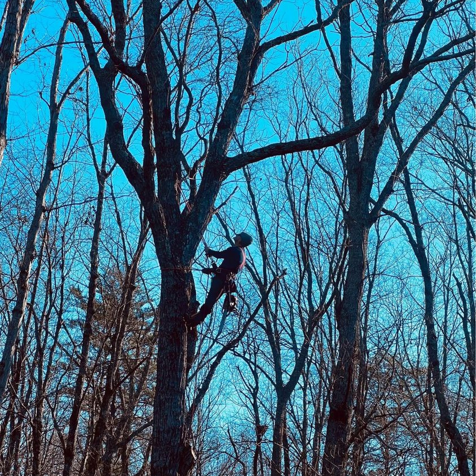 AmericanTree L.L.C 310 Pleasant Acres Dr, Maysville Georgia 30558