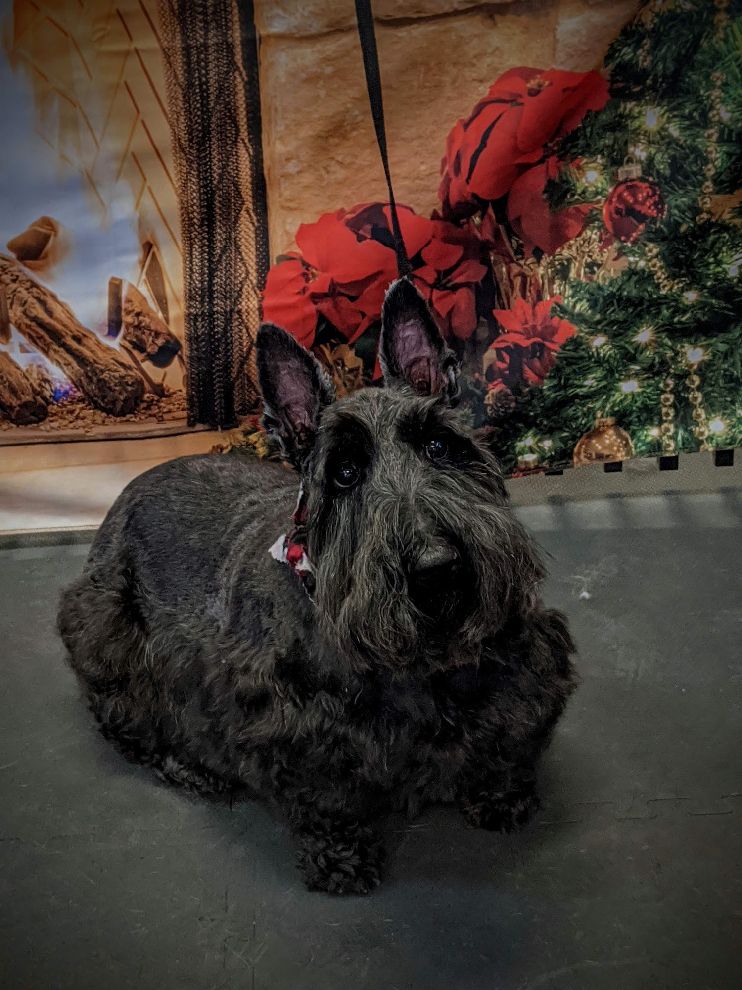 A Klassy Lassie, LLC McDonough