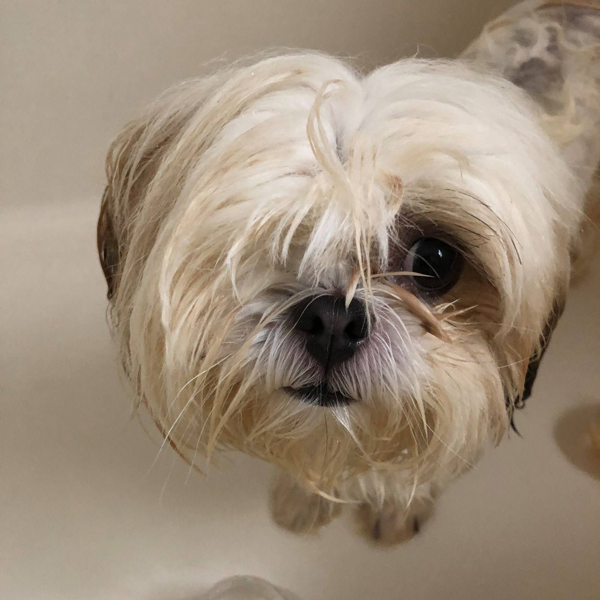 Eagle’s Landing Veterinary Hospital McDonough