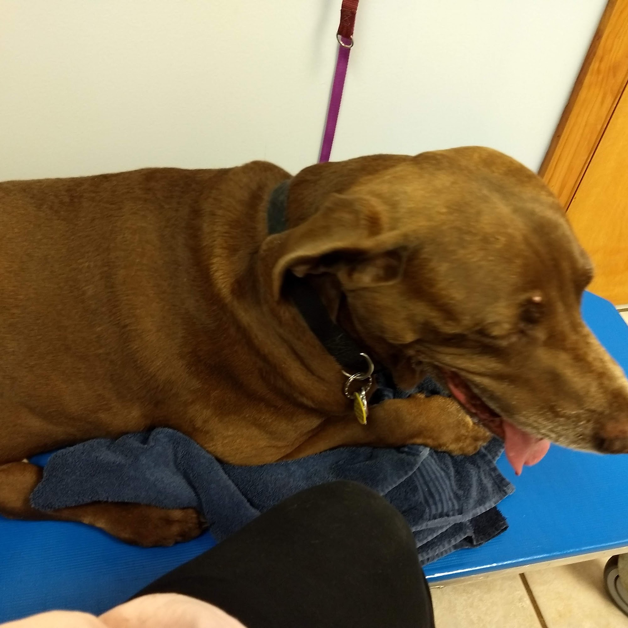 East Lake Veterinary Hospital McDonough