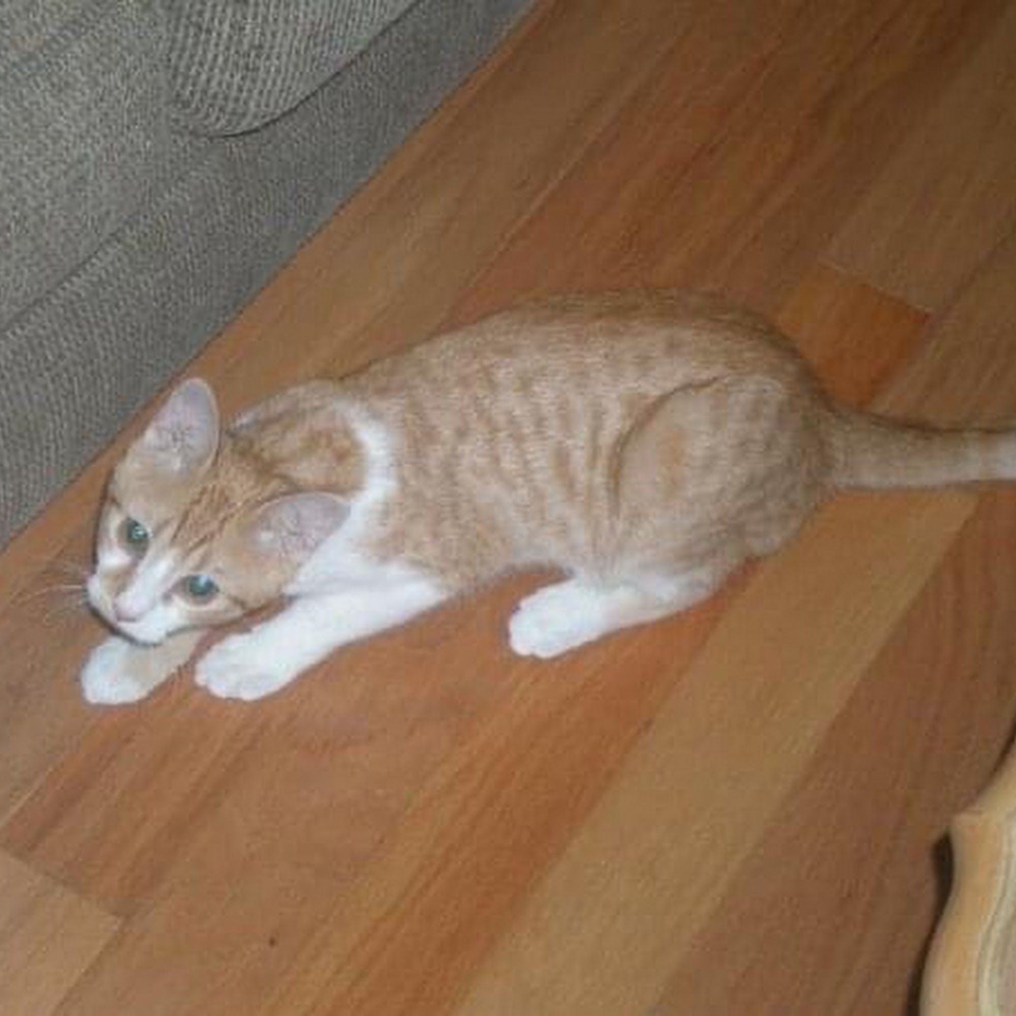 Henry County Veterinary Hospital McDonough