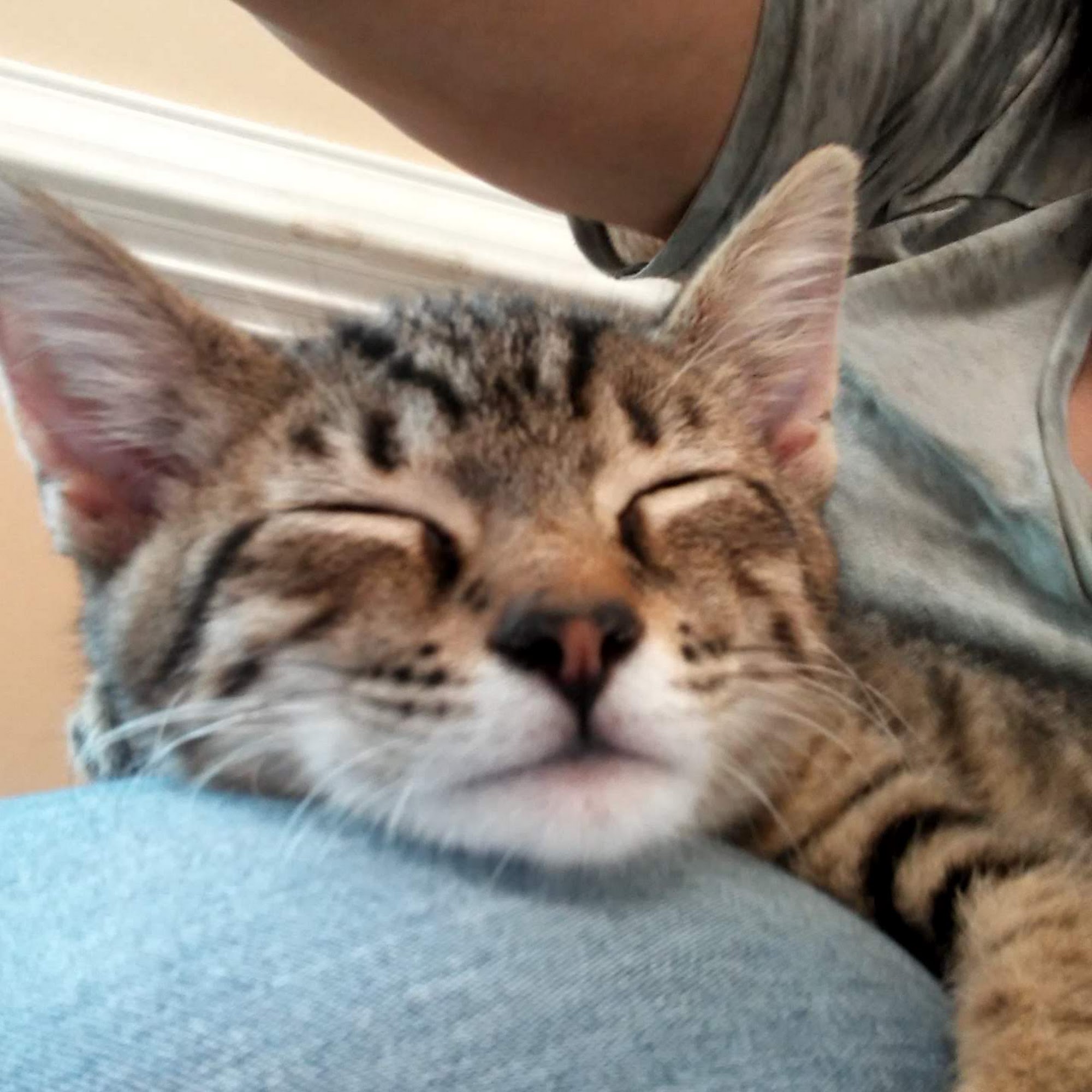 Lake Dow Animal Hospital McDonough