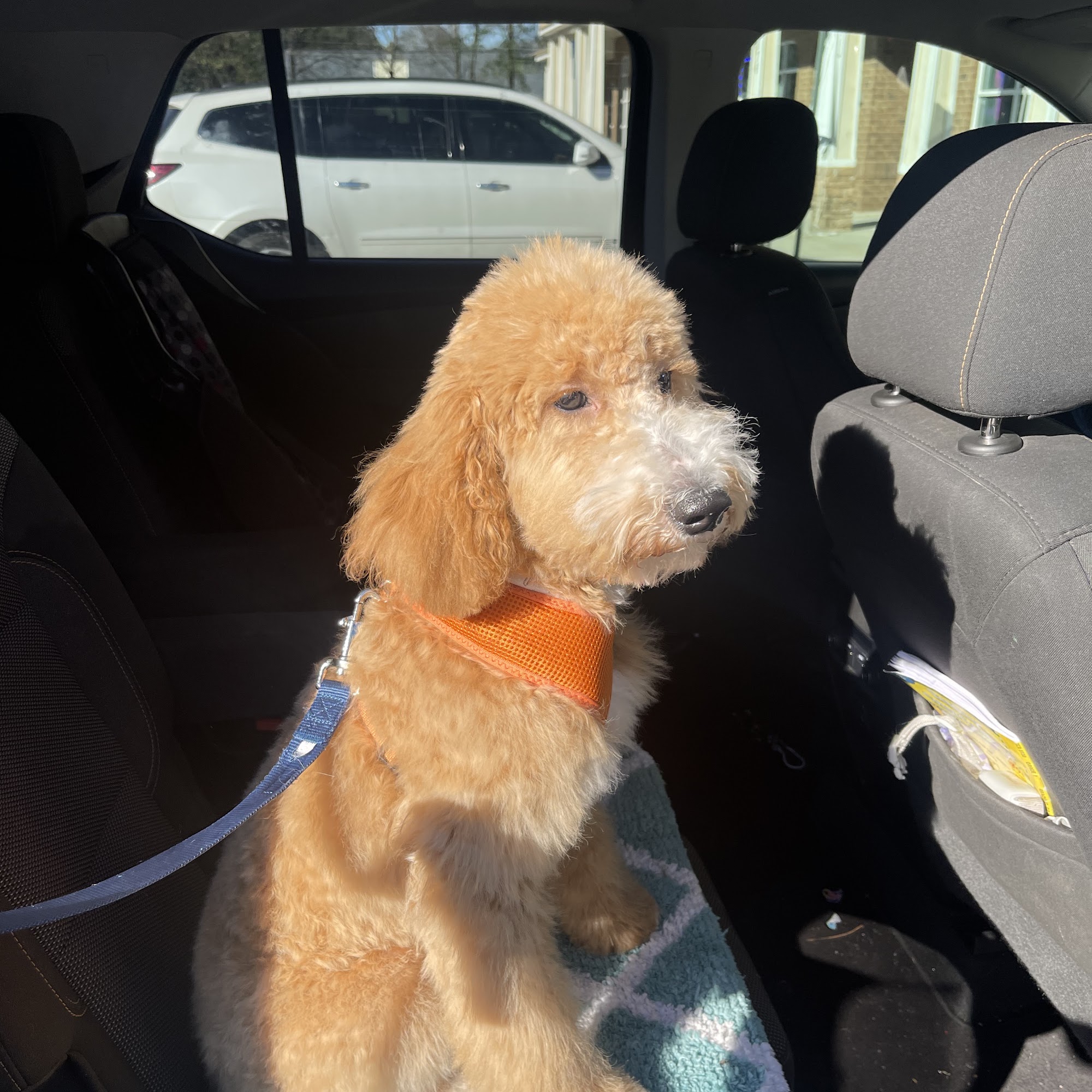 Cuts 4 Paws McDonough