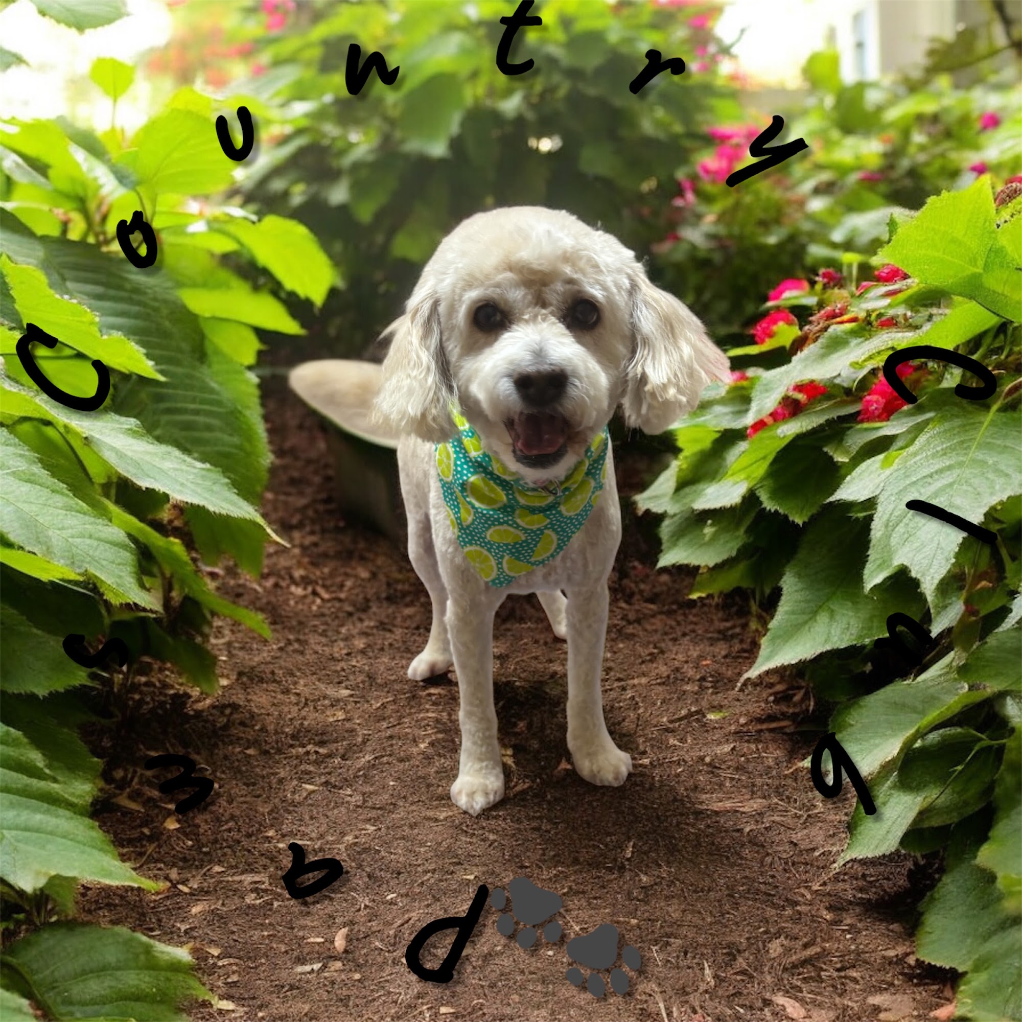 PAWS Country Club McDonough