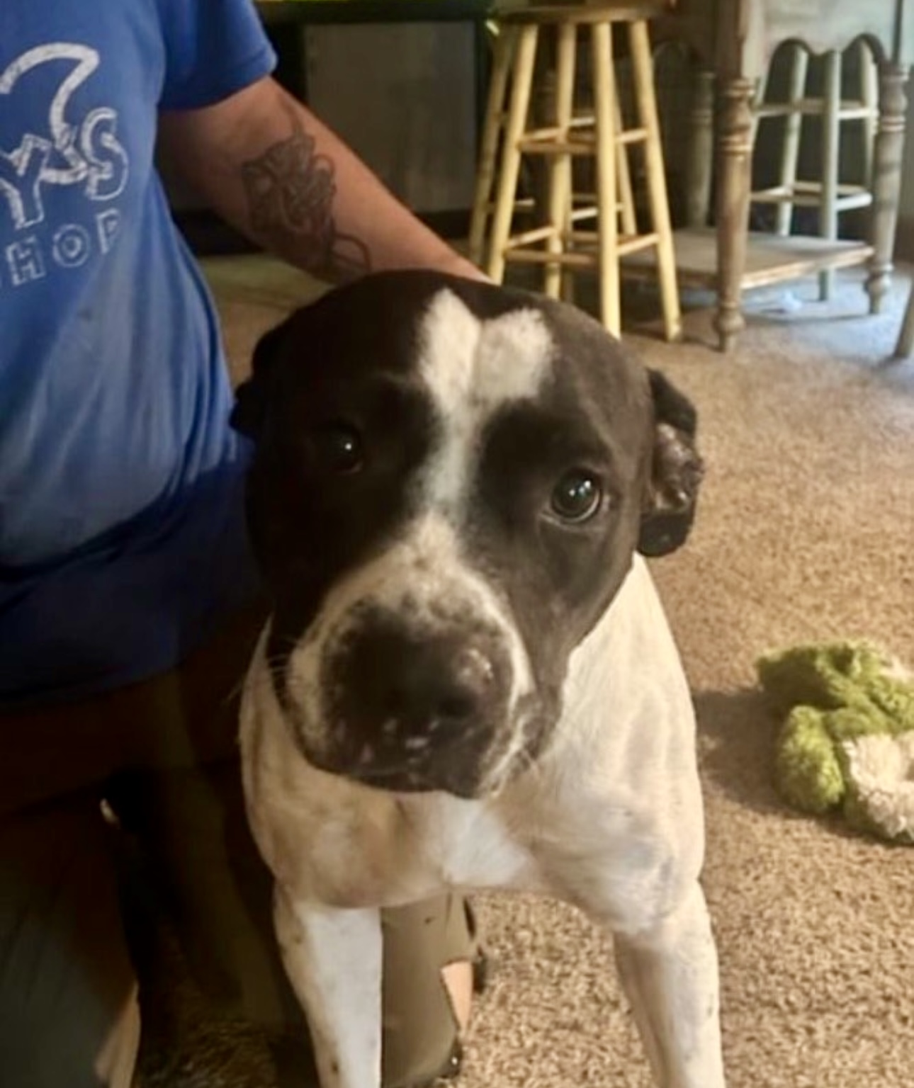 Metter Veterinary Clinic Metter