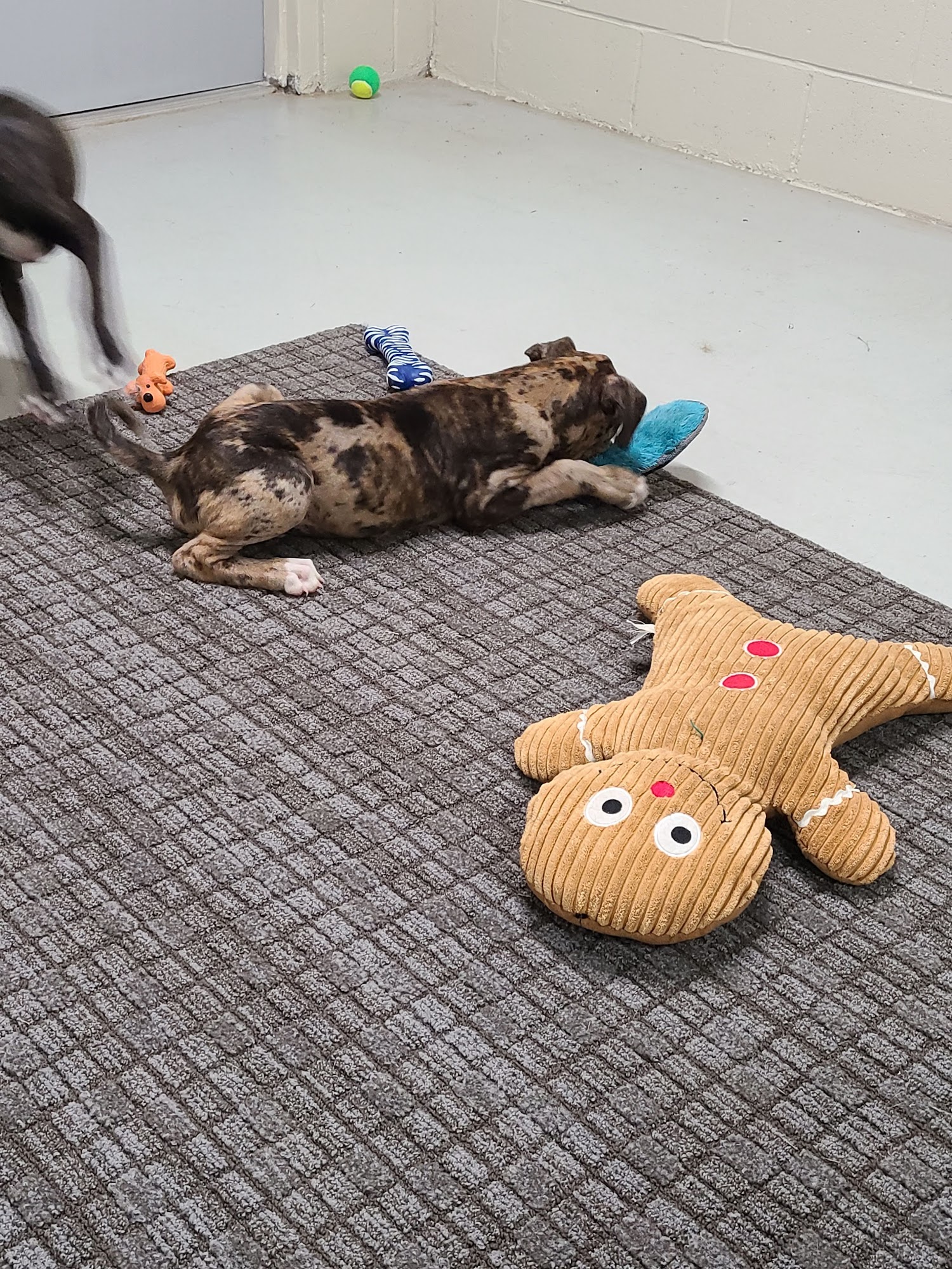 Metter Animal Shelter Metter