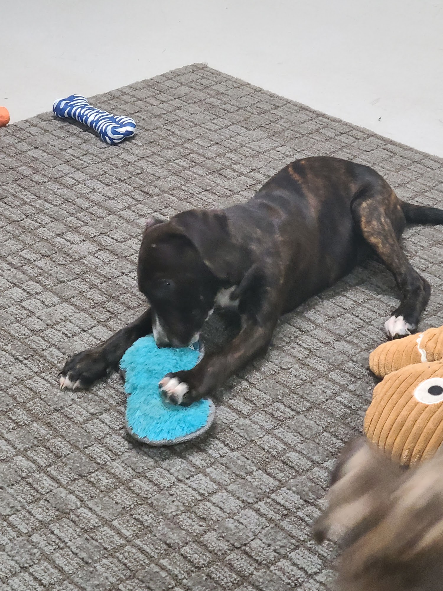 Metter Animal Shelter Metter