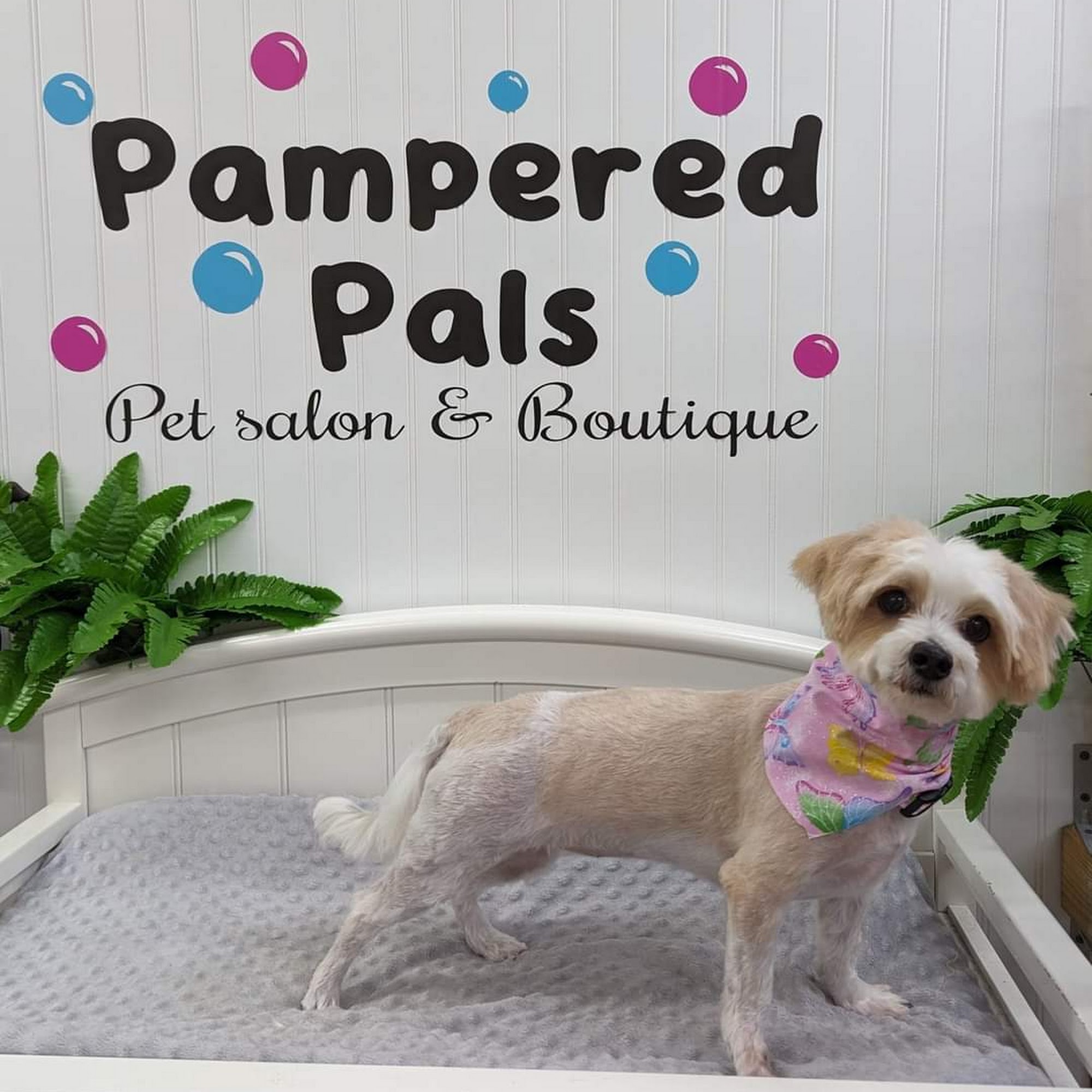 Pampered Pals Pet Spa & Resort