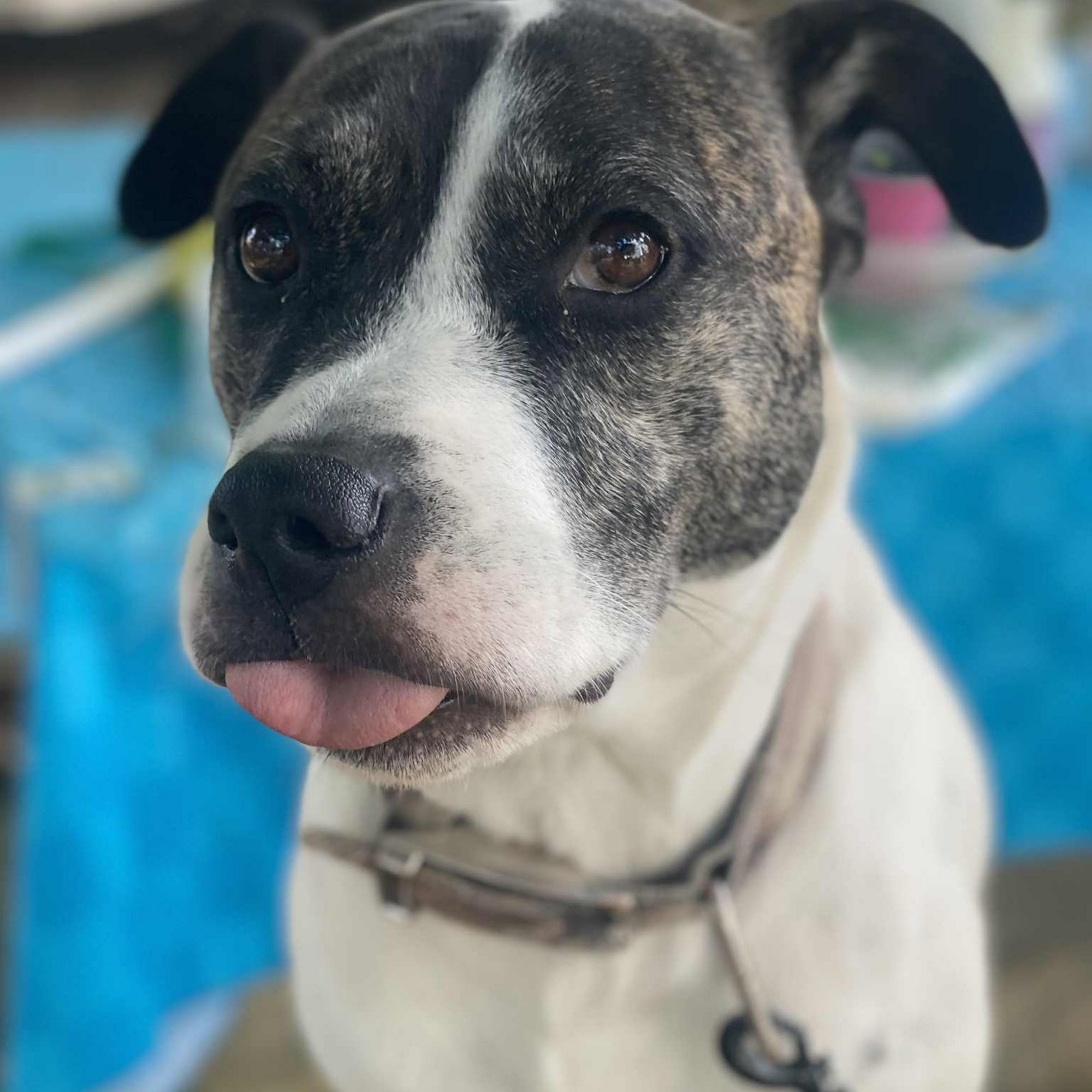 Heart of Georgia Animal Care Milledgeville