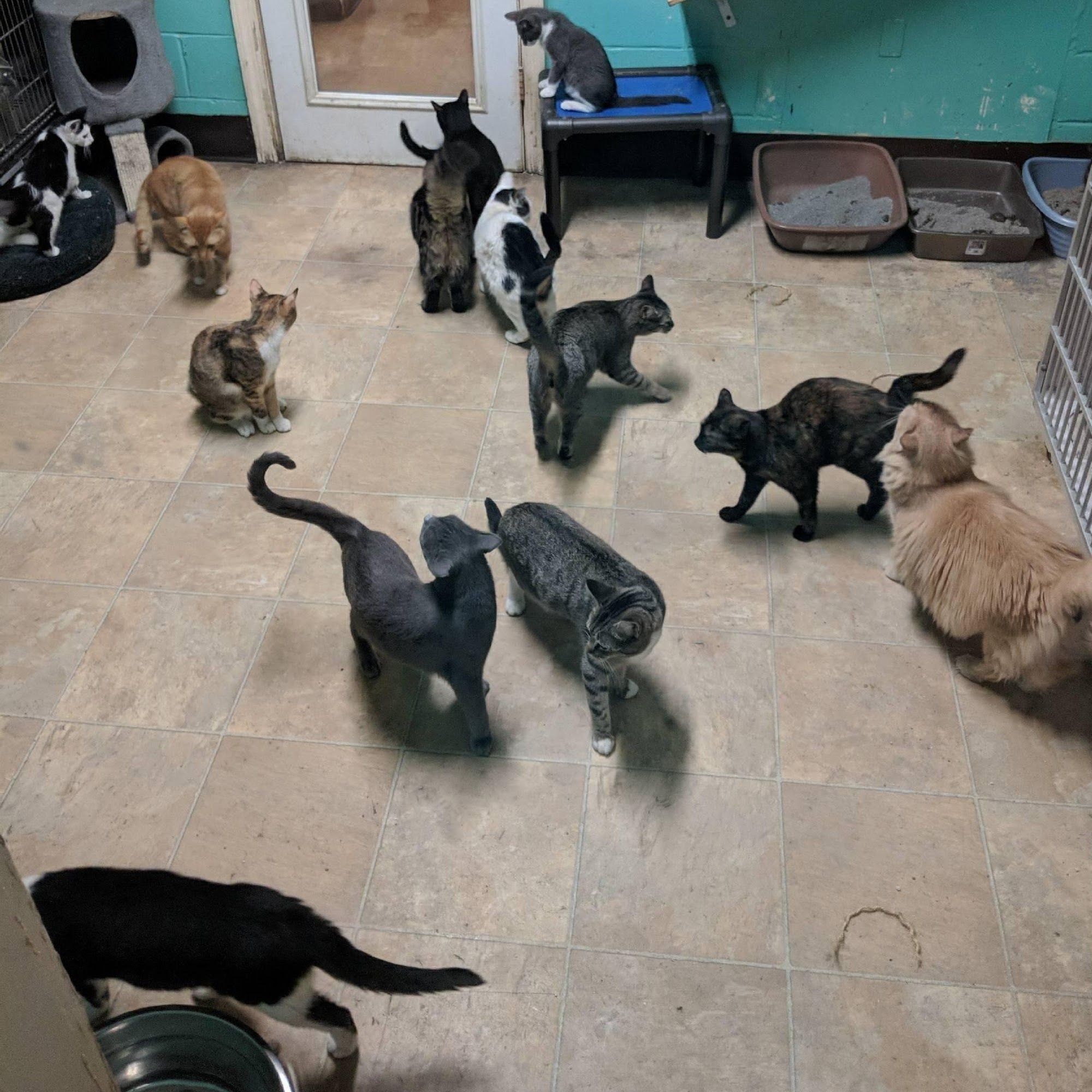 Animal Rescue Foundation Milledgeville