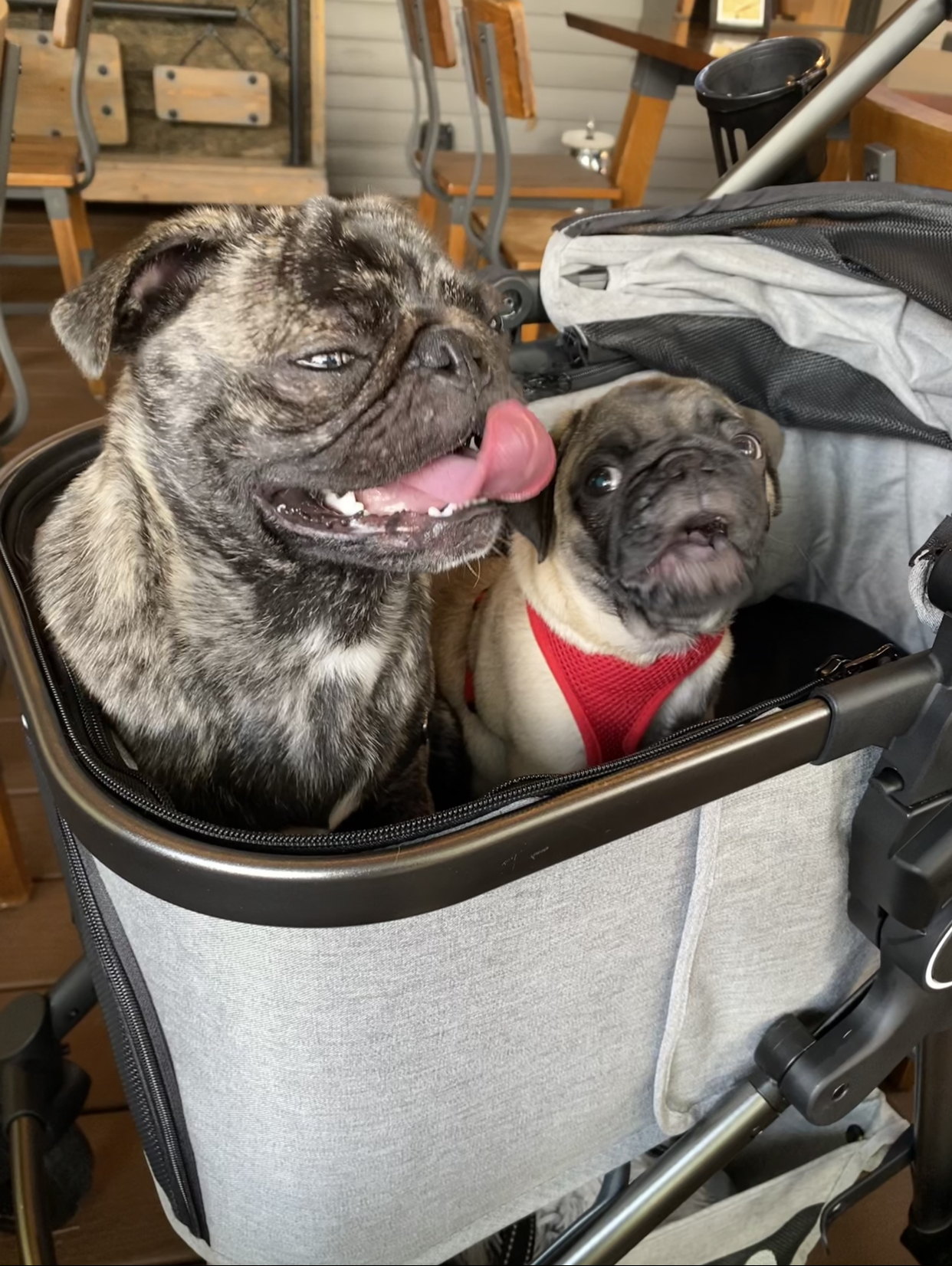 AWC Animal Wellness Clinic Milton