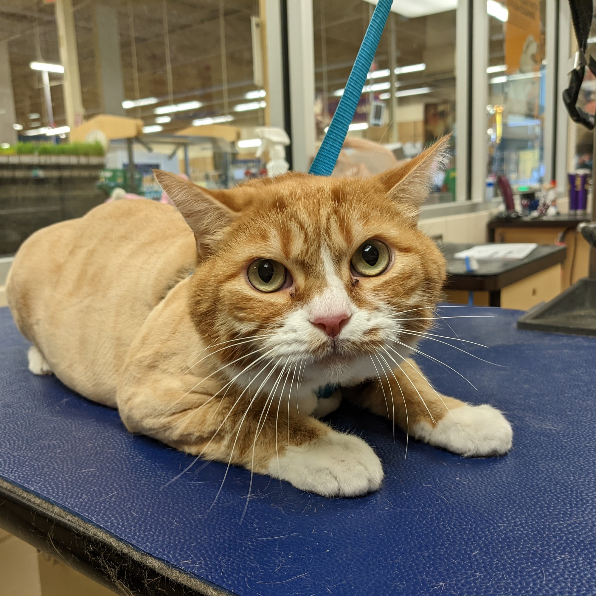 Petco Grooming Milton