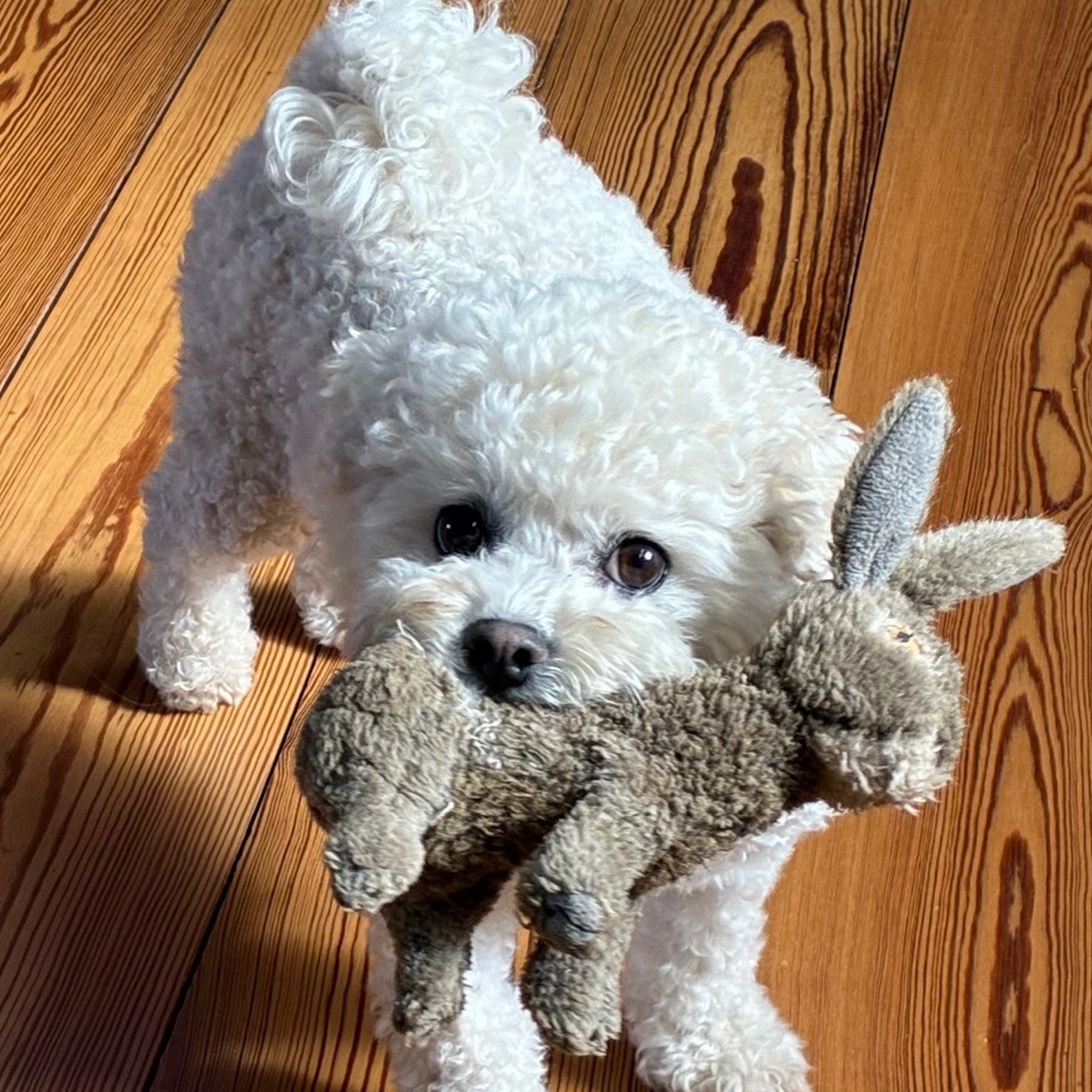 Monroe Animal Care Hospital Monroe