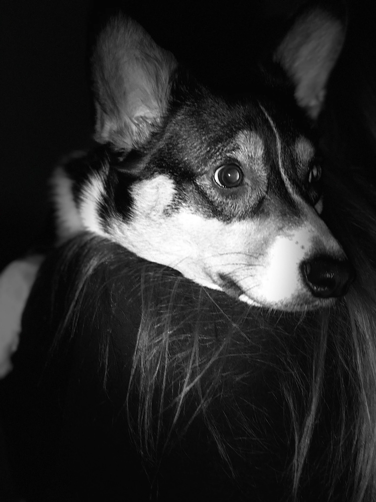 Animal Care Hospital at Bold Springs Monroe