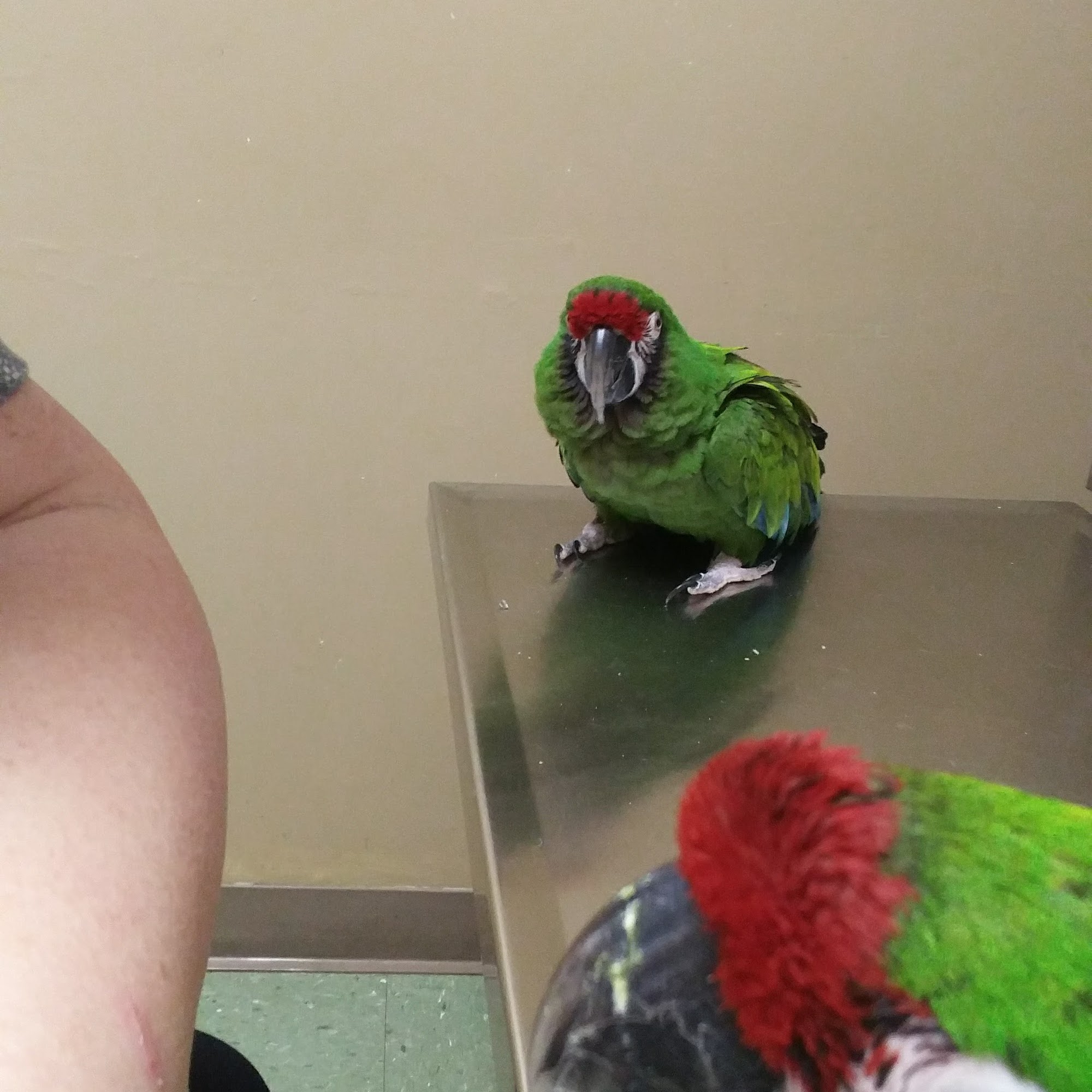 Dr. Dawn DeLong Monroe