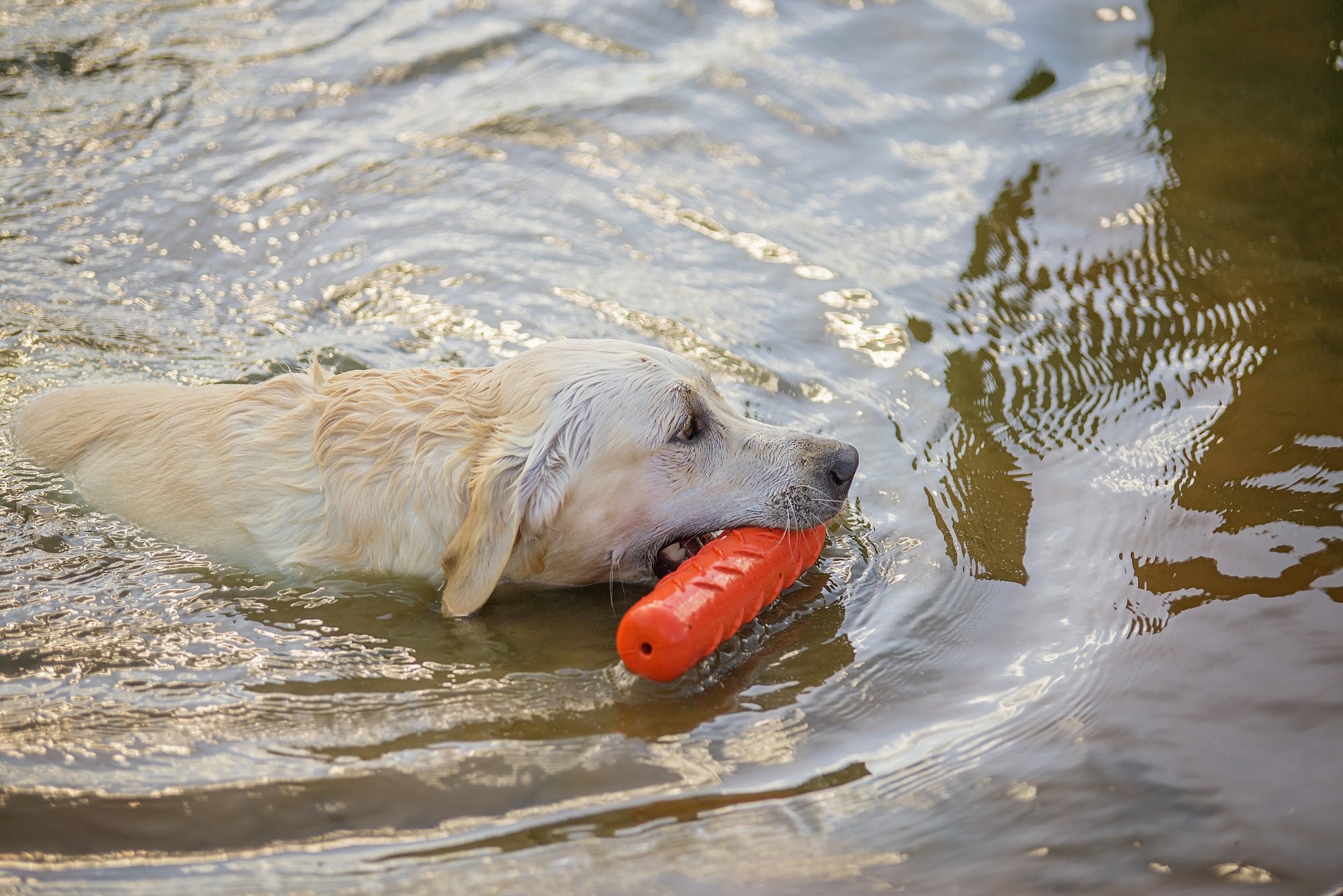 Ashley Hills Pet Center Monroe