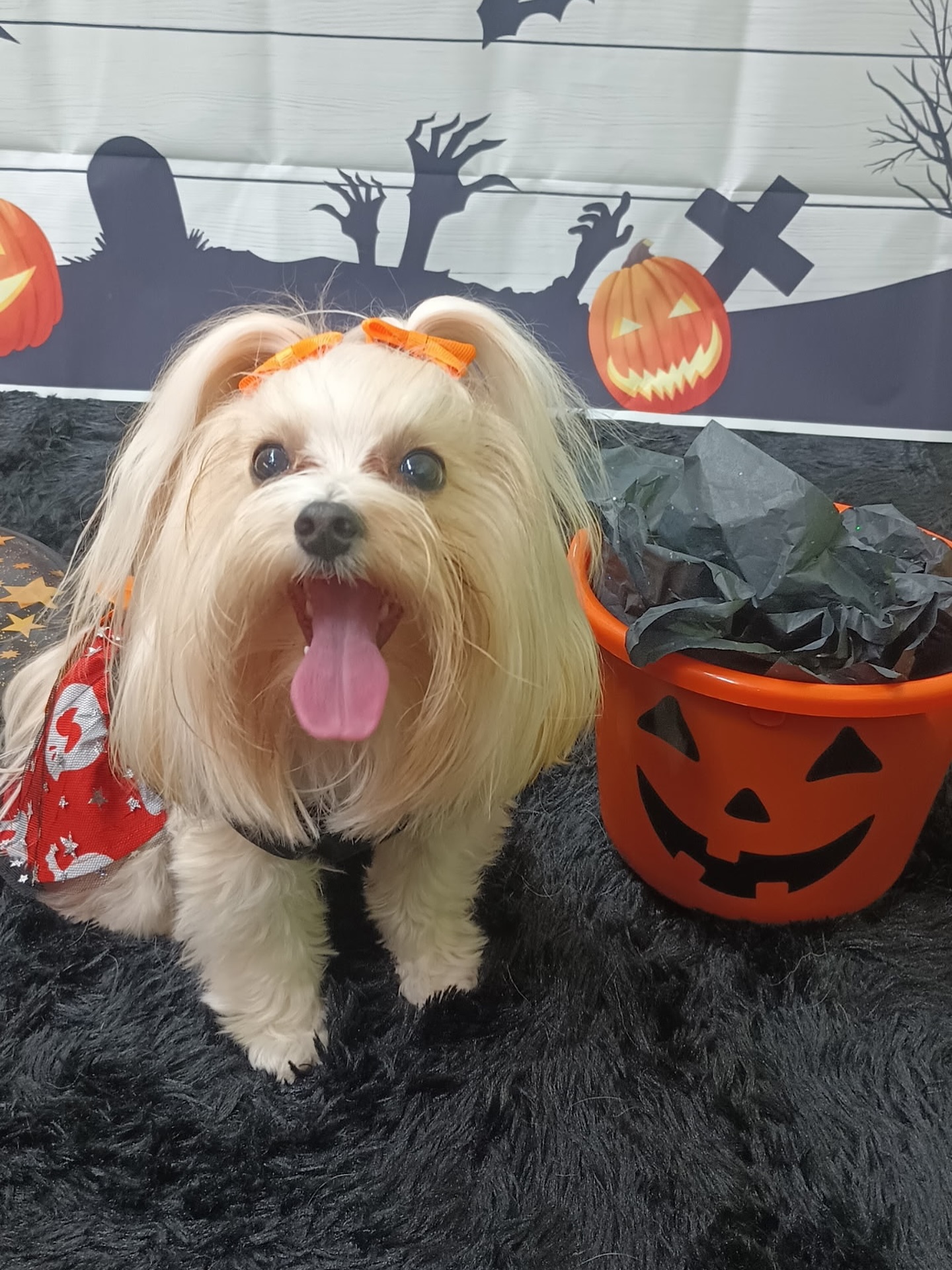 Two Peas and A Paw Monroe