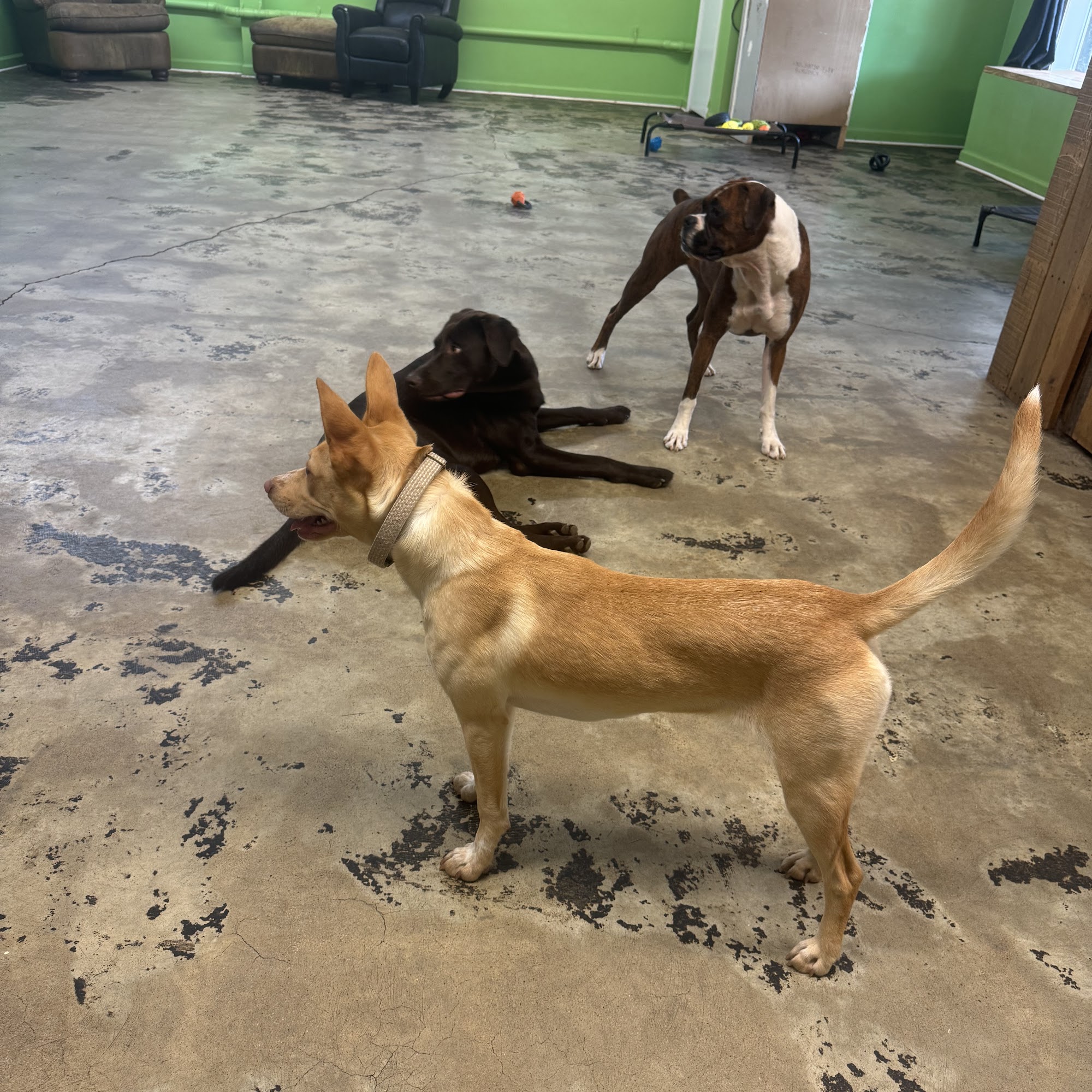 Two Peas and A Paw Monroe