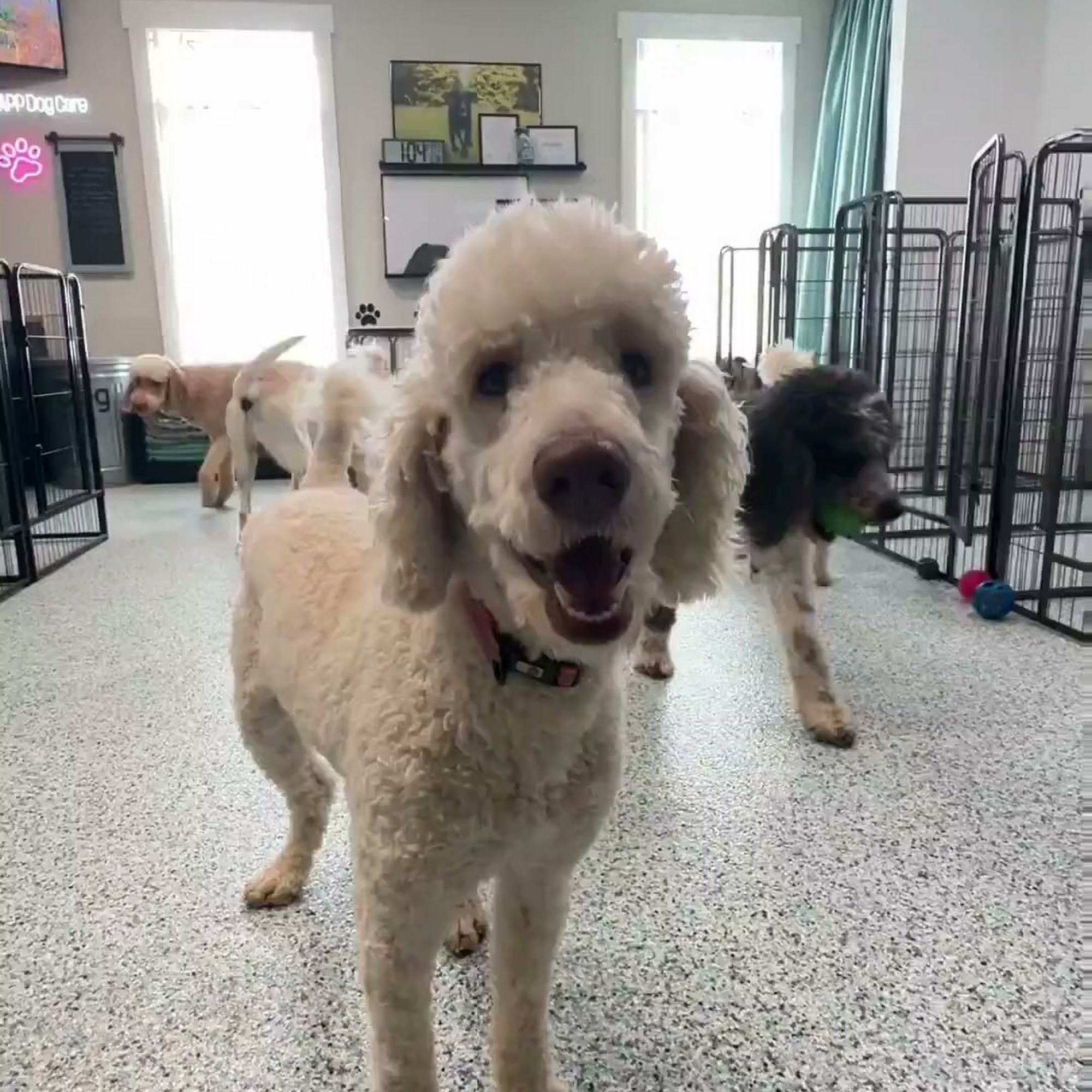 IAPP Dog Care/IAPP Dog Daycare And Boarding Monroe