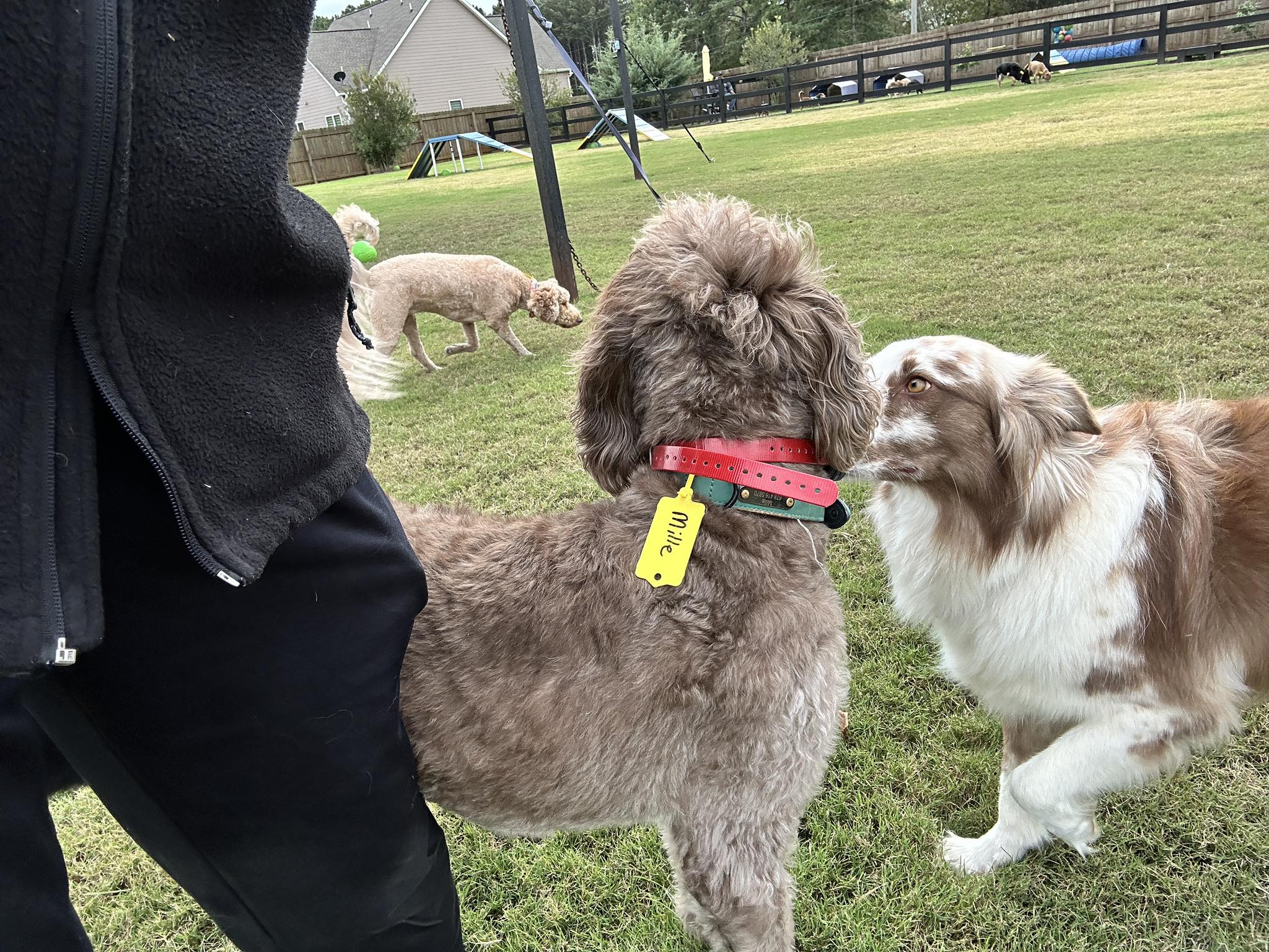 IAPP Dog Care/IAPP Dog Daycare And Boarding Monroe