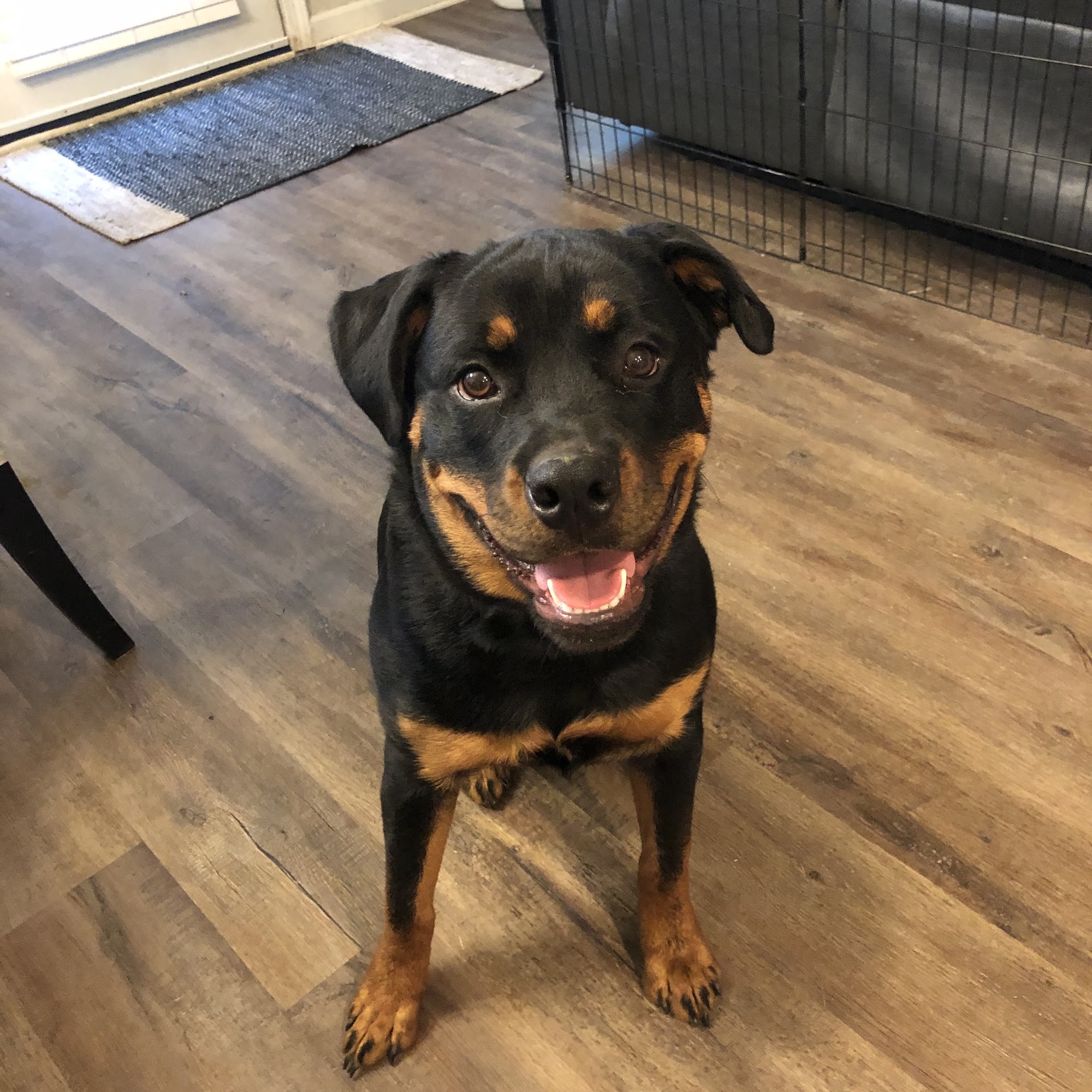 Morrow Animal Hospital Morrow